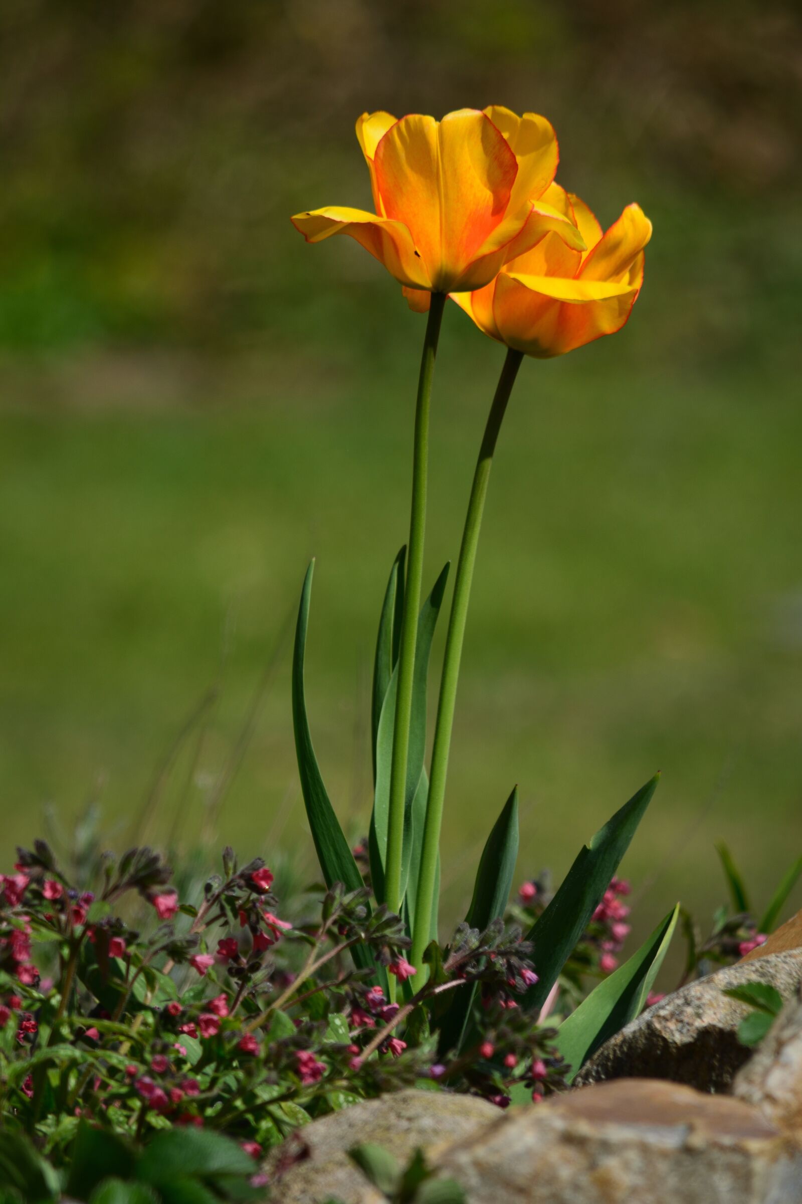 Nikon D5200 sample photo. Natural, flower, summer photography