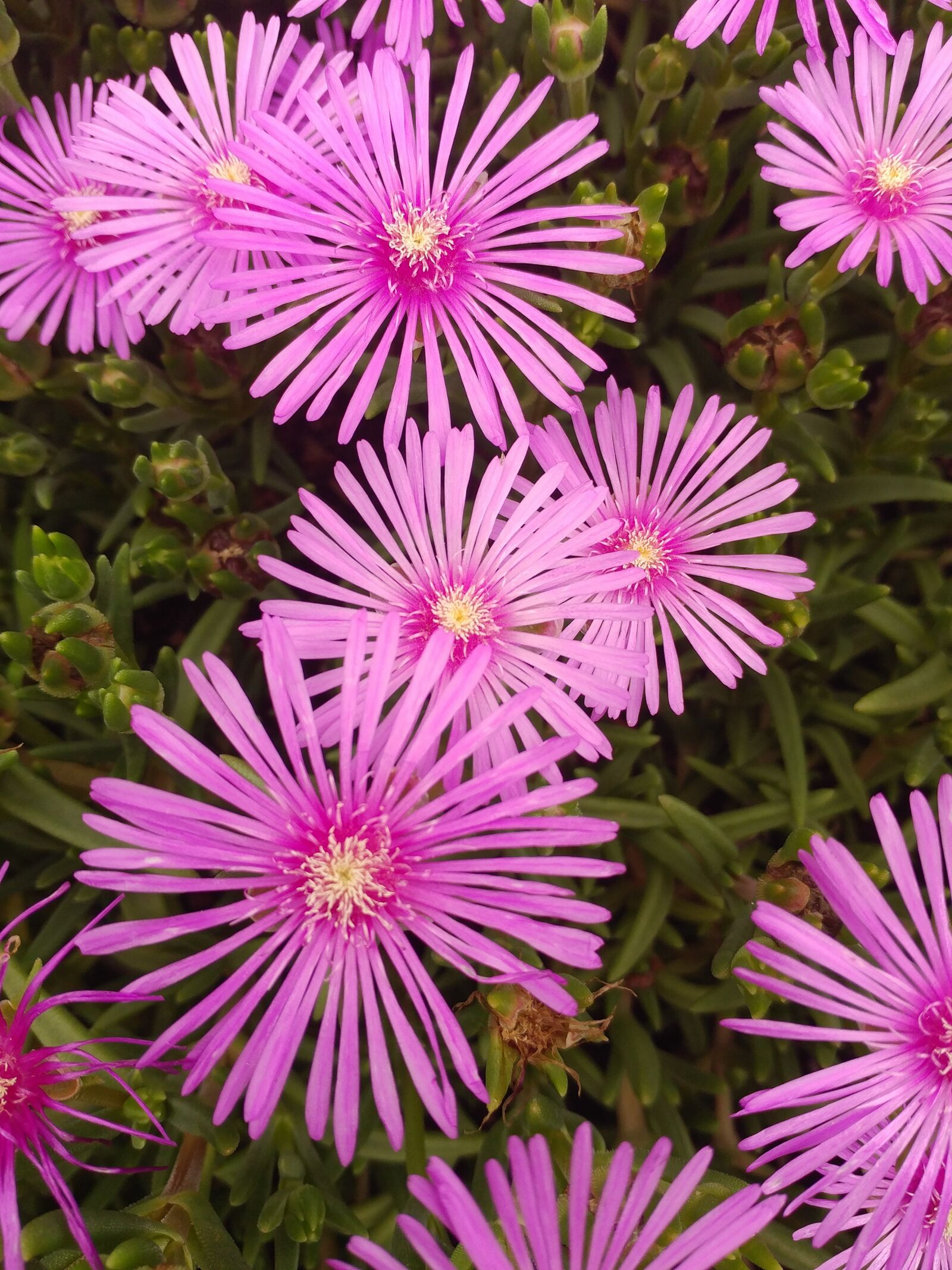 LG G5 sample photo. Flowers, nature, garden photography