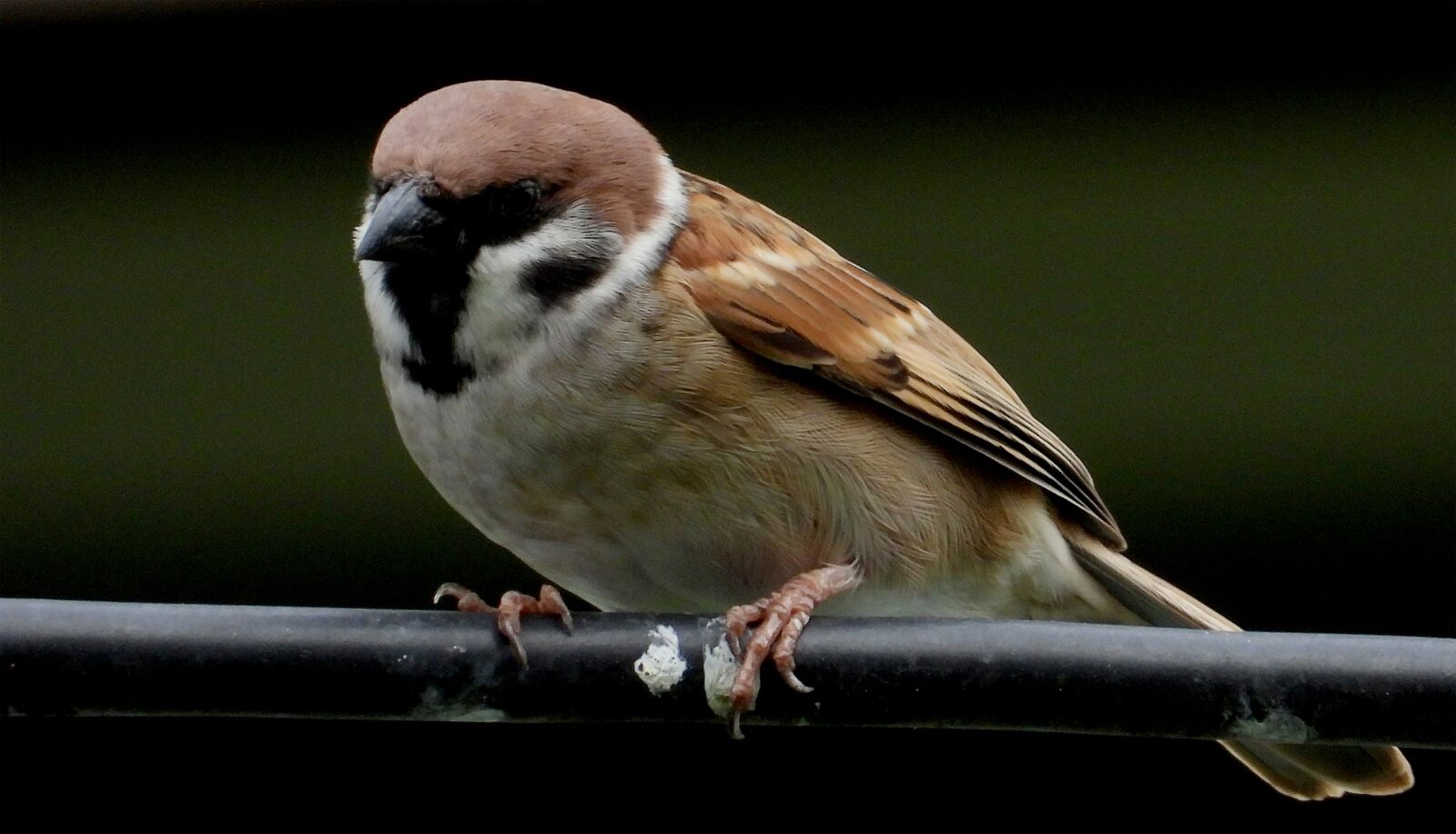 Nikon Coolpix P1000 sample photo. Bird, sparrow, se sharing photography