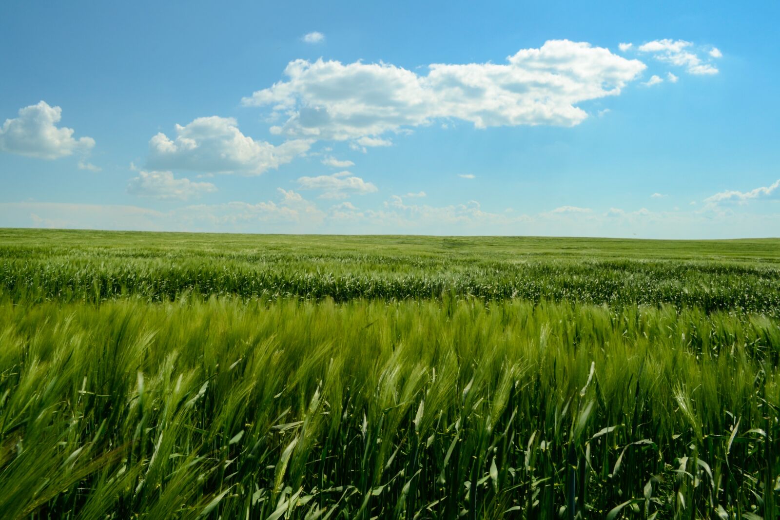 Nikon D3100 sample photo. Meadow, field, heaven photography