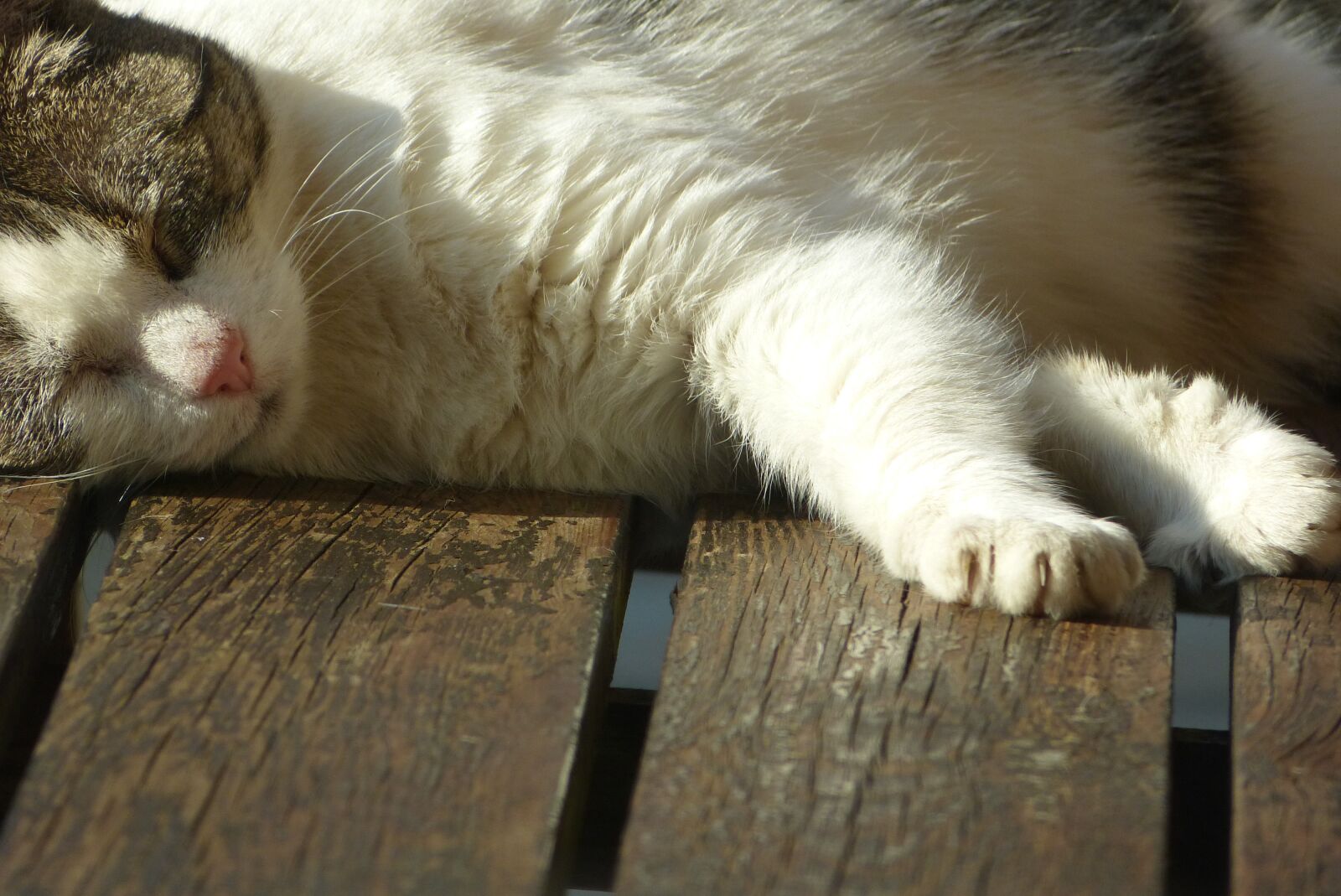 Panasonic Lumix DMC-FZ150 sample photo. Pet, cat, sleep photography