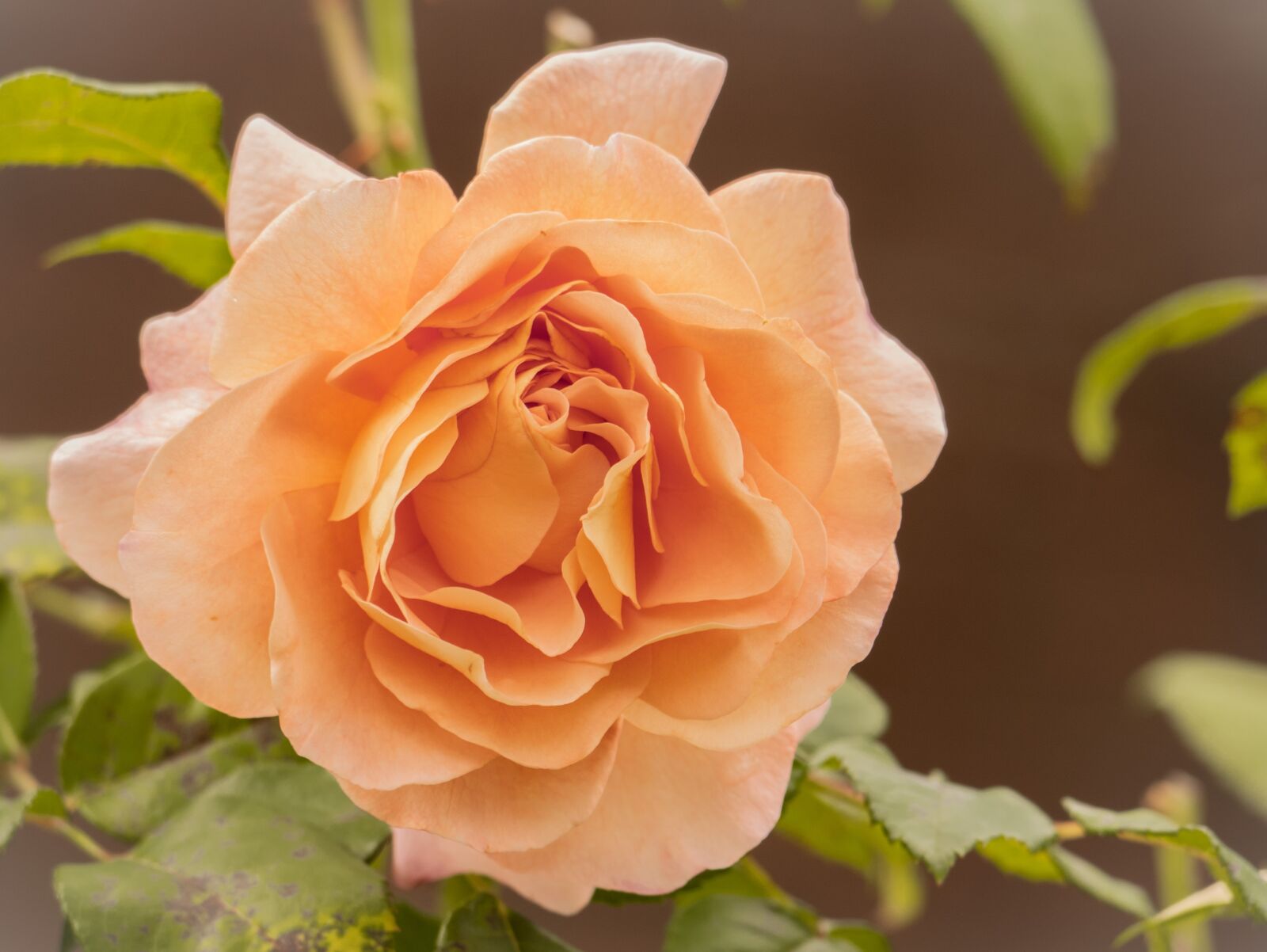 LUMIX G VARIO 100-300/F4.0-5.6II sample photo. Flower, rose, romantic photography