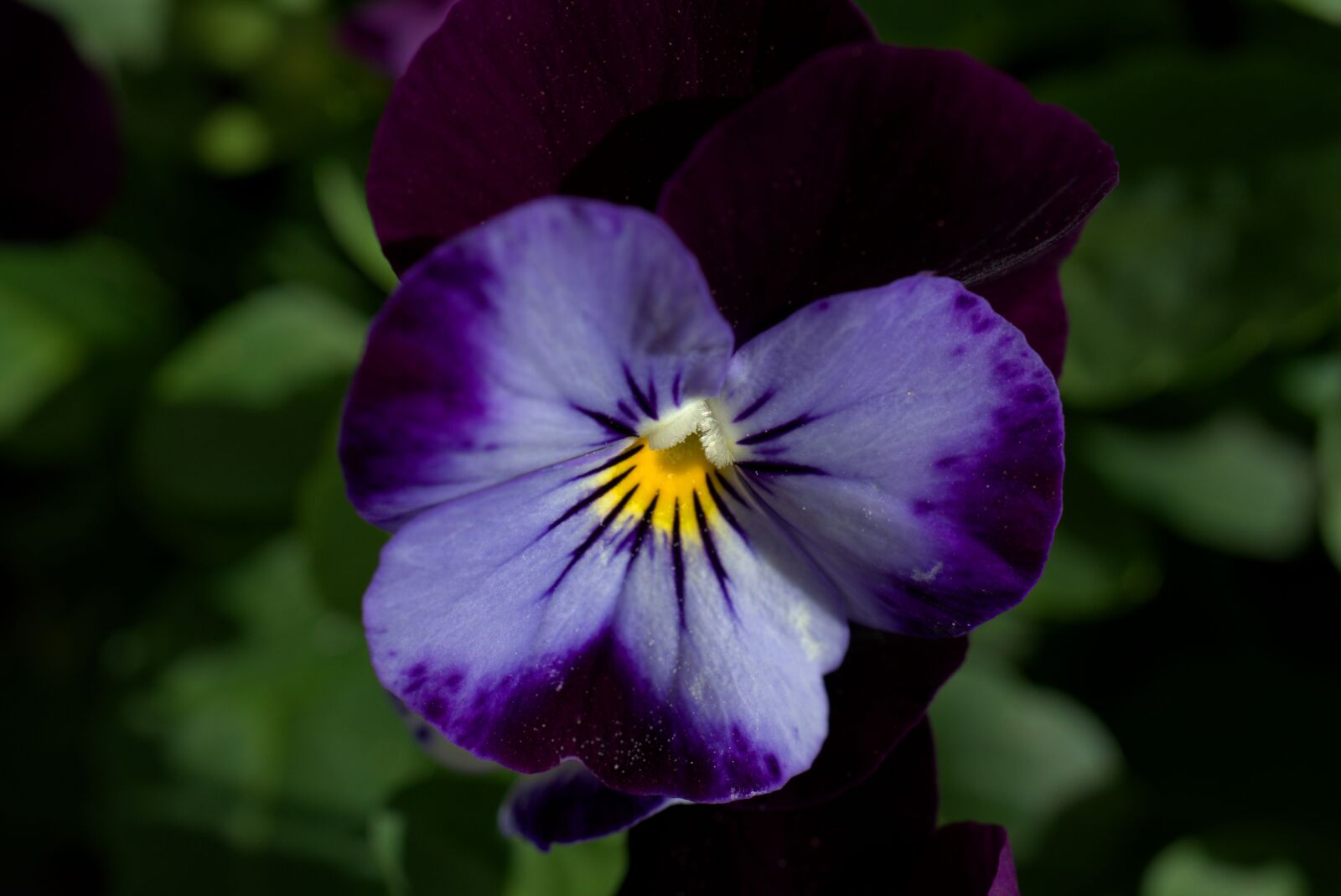 Sony a7 II sample photo. Pansy, flower, garden photography