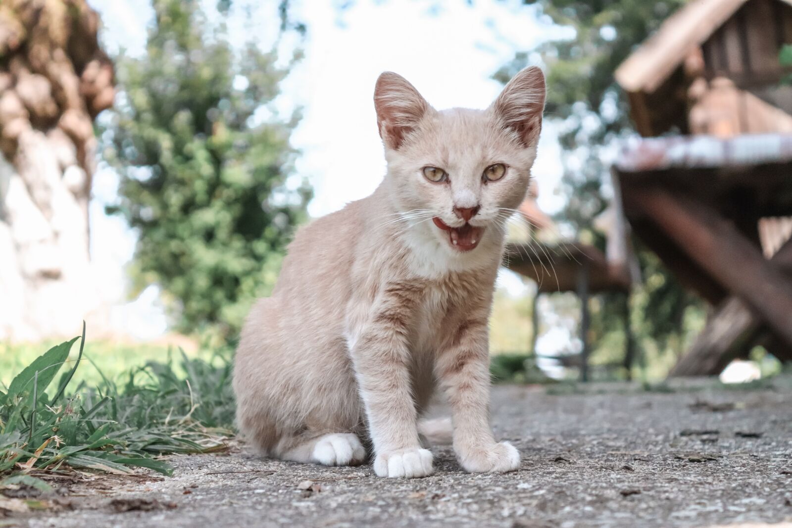 Canon EOS 200D (EOS Rebel SL2 / EOS Kiss X9) sample photo. Cat, cute, kitte photography