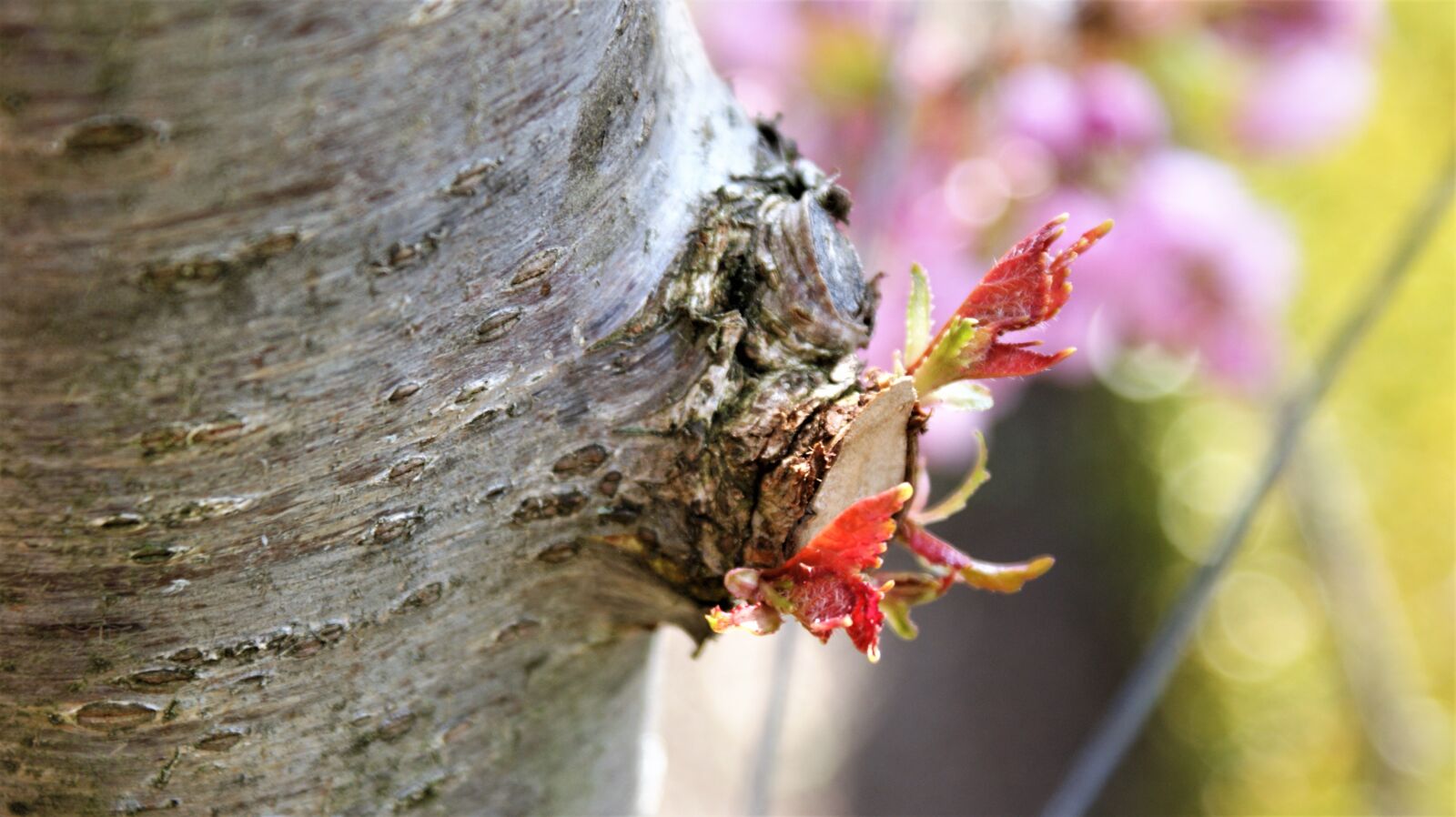 Sony Alpha DSLR-A350 sample photo. Loot, leaves, twig photography