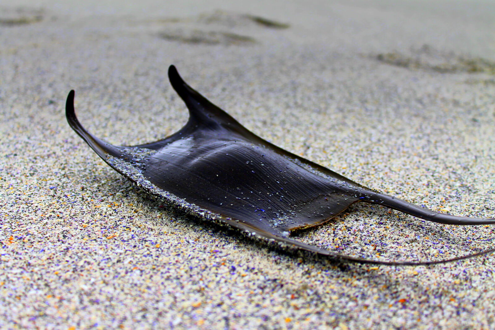 Canon EOS 1100D (EOS Rebel T3 / EOS Kiss X50) sample photo. Beach, kelp, nature, seaweed photography