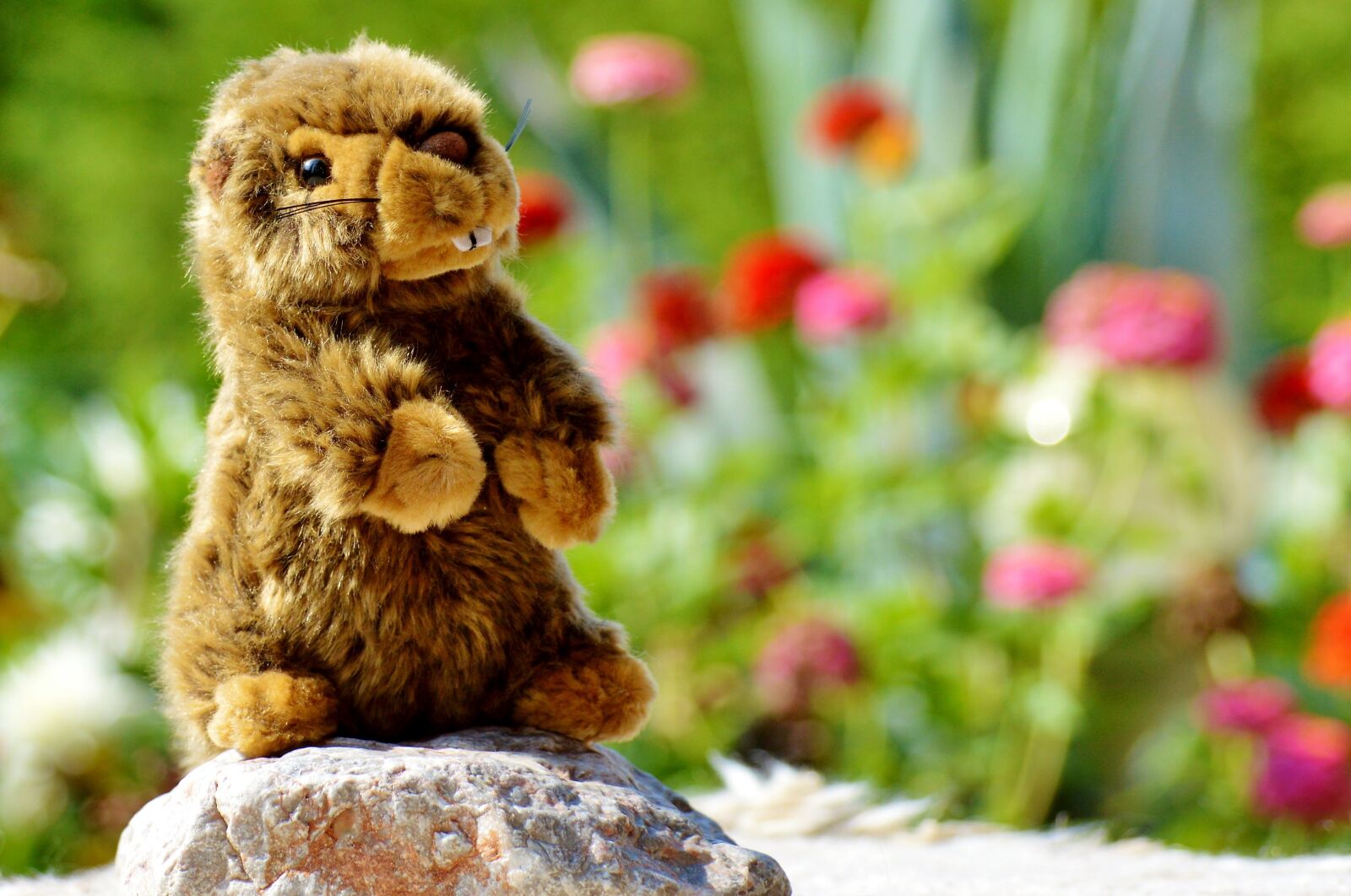 Nikon D3200 sample photo. Beaver, stuffed animal, toys photography