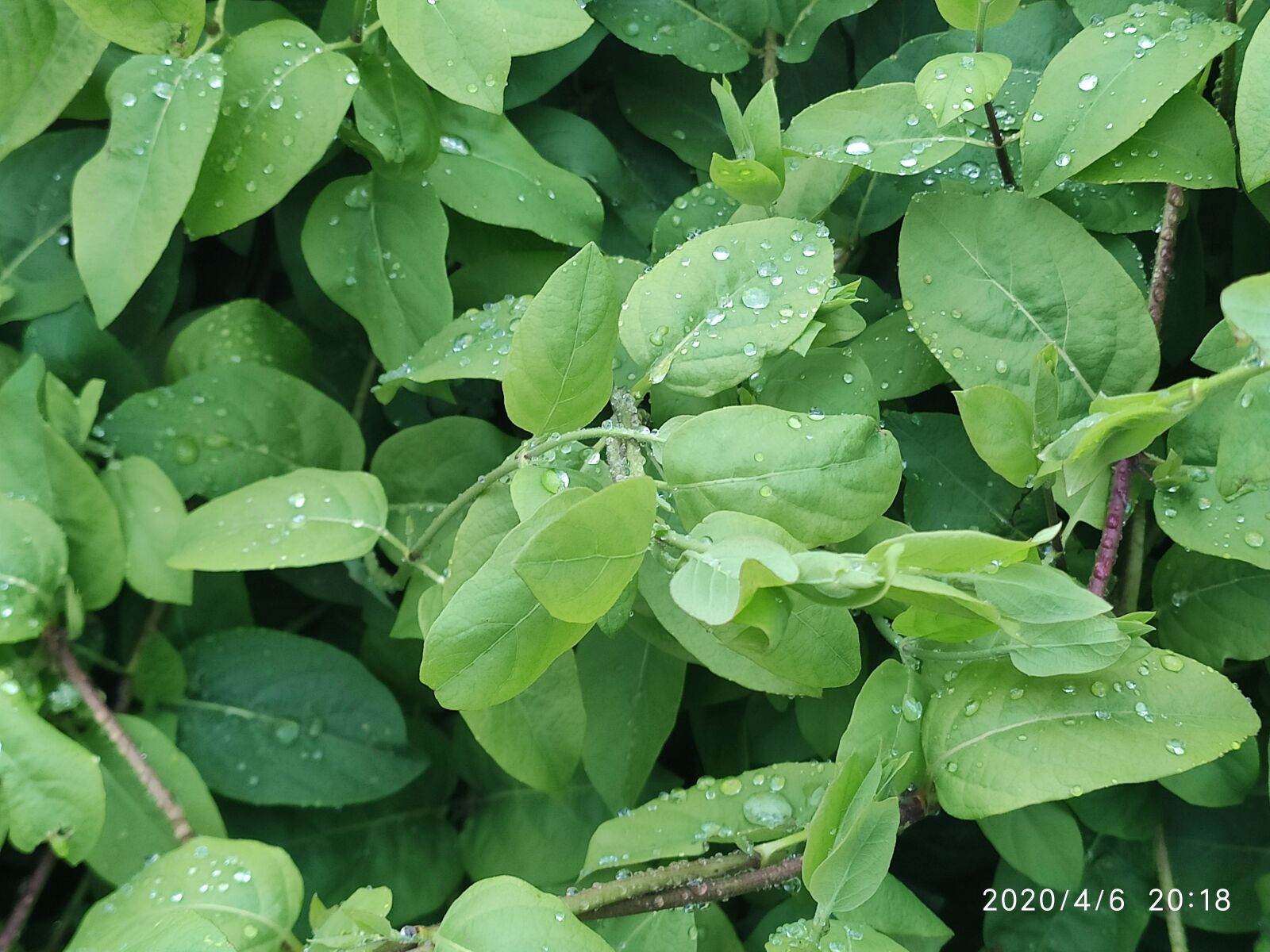 Xiaomi Mi 9T sample photo. Leaves, honeysuckle, nature photography