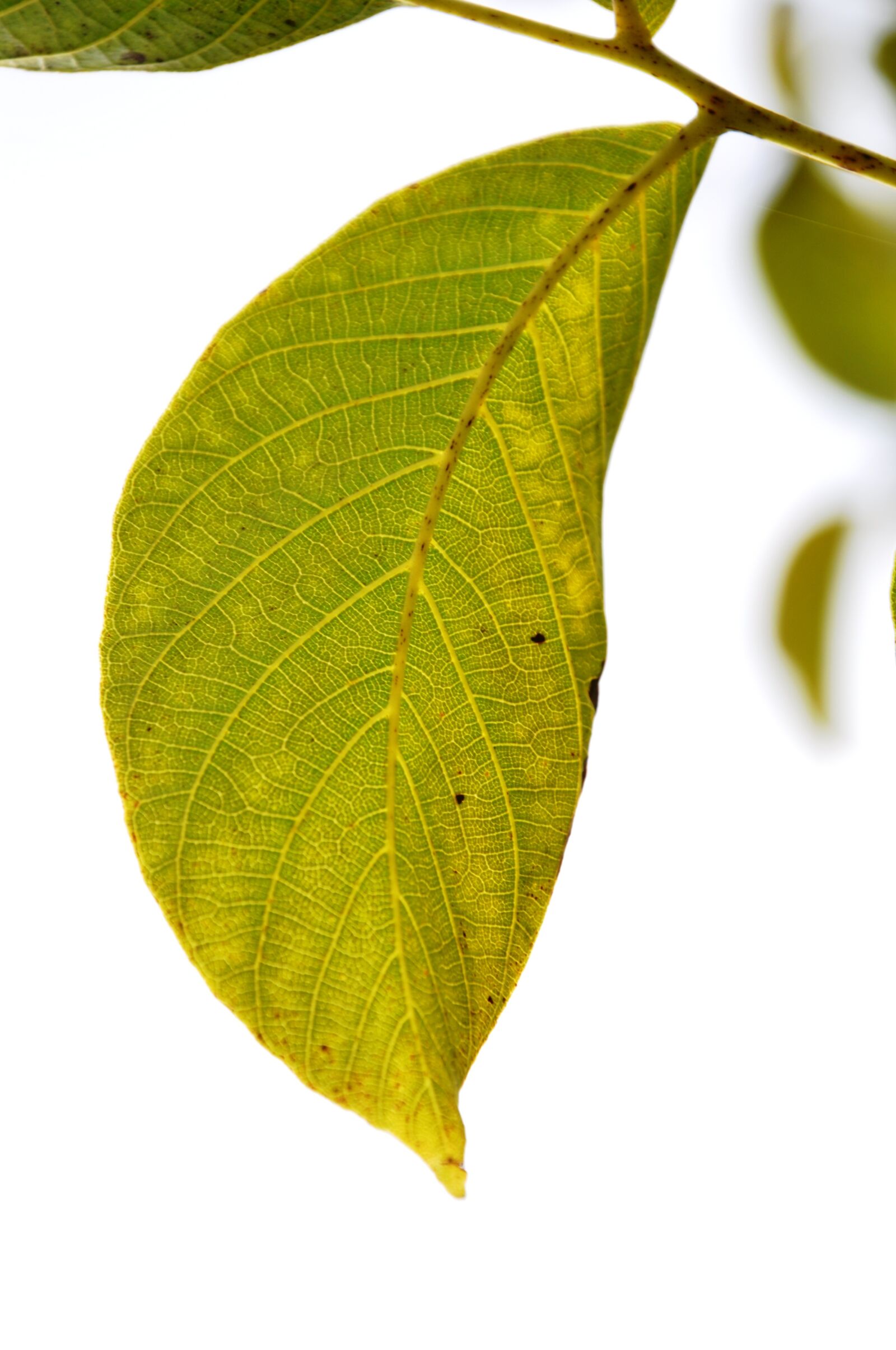 Nikon D90 sample photo. Leaf, green leaf, leaves photography
