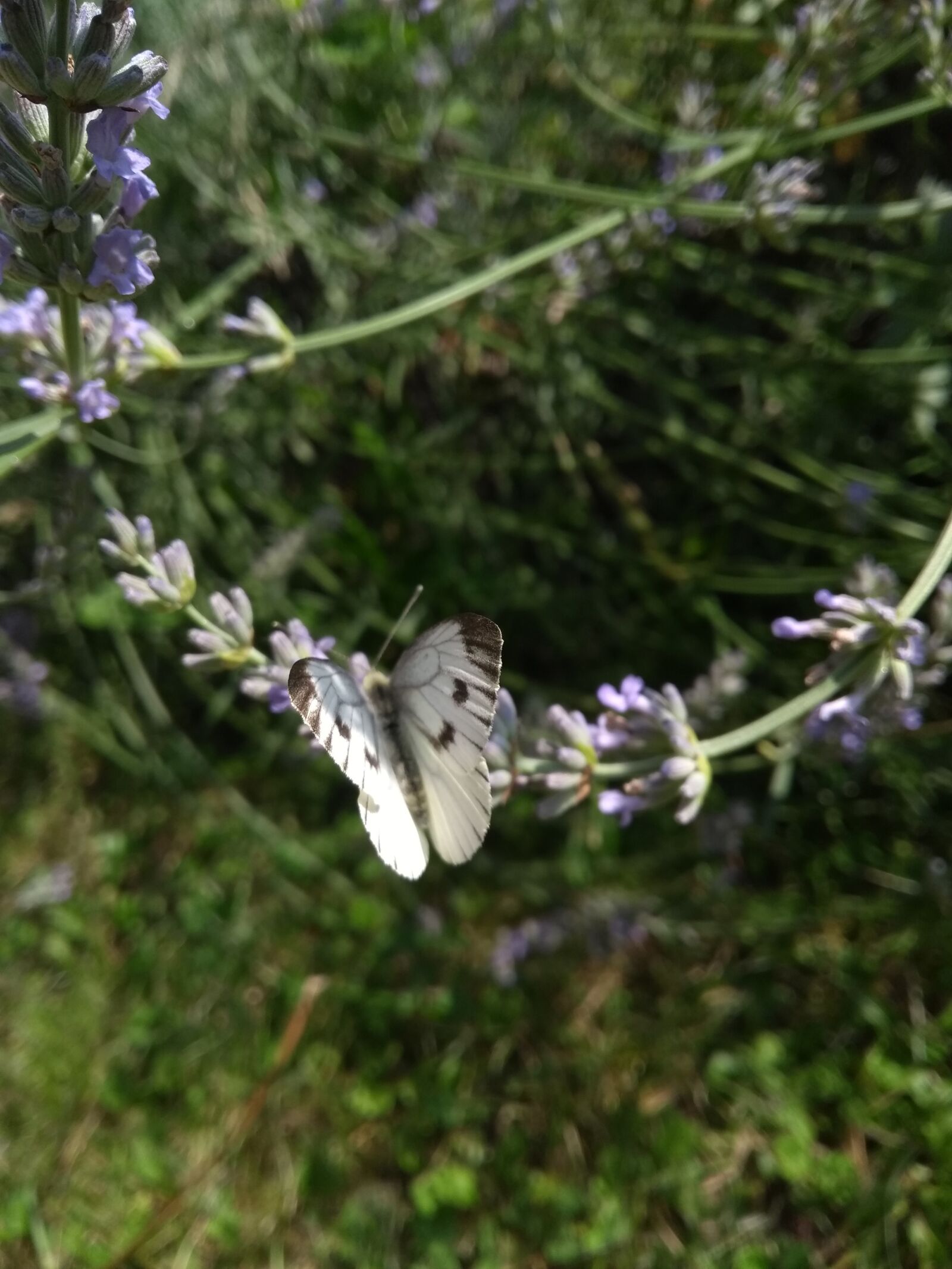 Motorola Moto G (5th Gen) sample photo. Butterfly, animal, nature photography