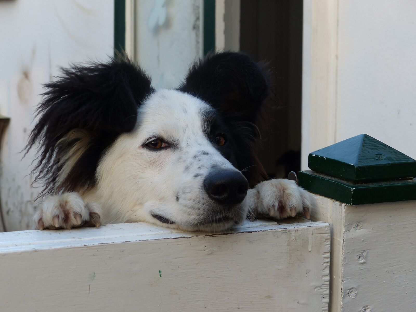 Panasonic Lumix DMC-FZ200 sample photo. Dog, dogs, fence photography