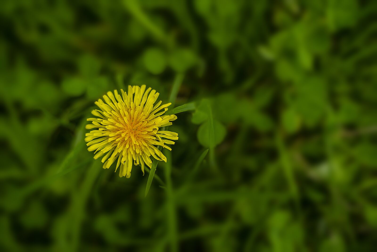 Nikon D600 sample photo. Dandelion, nature, seeds photography