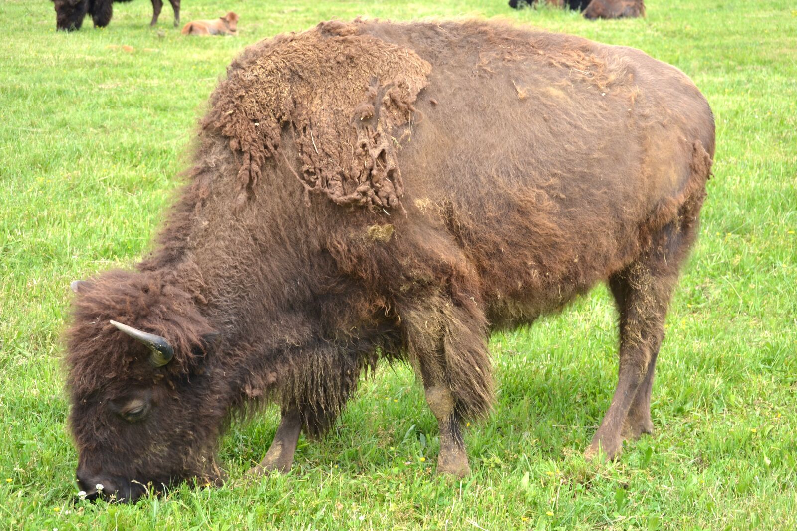Nikon D3100 sample photo. Buffalo, animal, bison photography