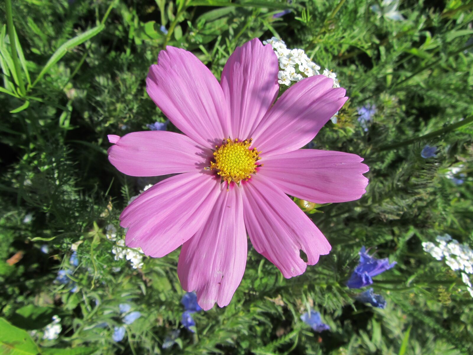 Canon PowerShot SX220 HS sample photo. Pink flower, nature, garden photography