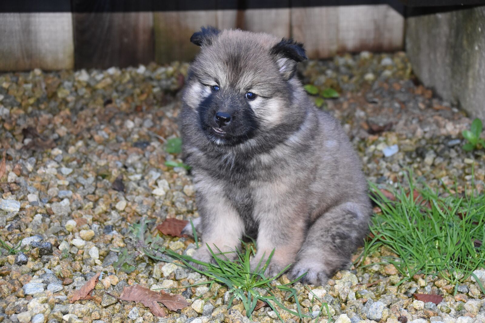 Nikon D5600 sample photo. Dog, dog eurasier, dog photography
