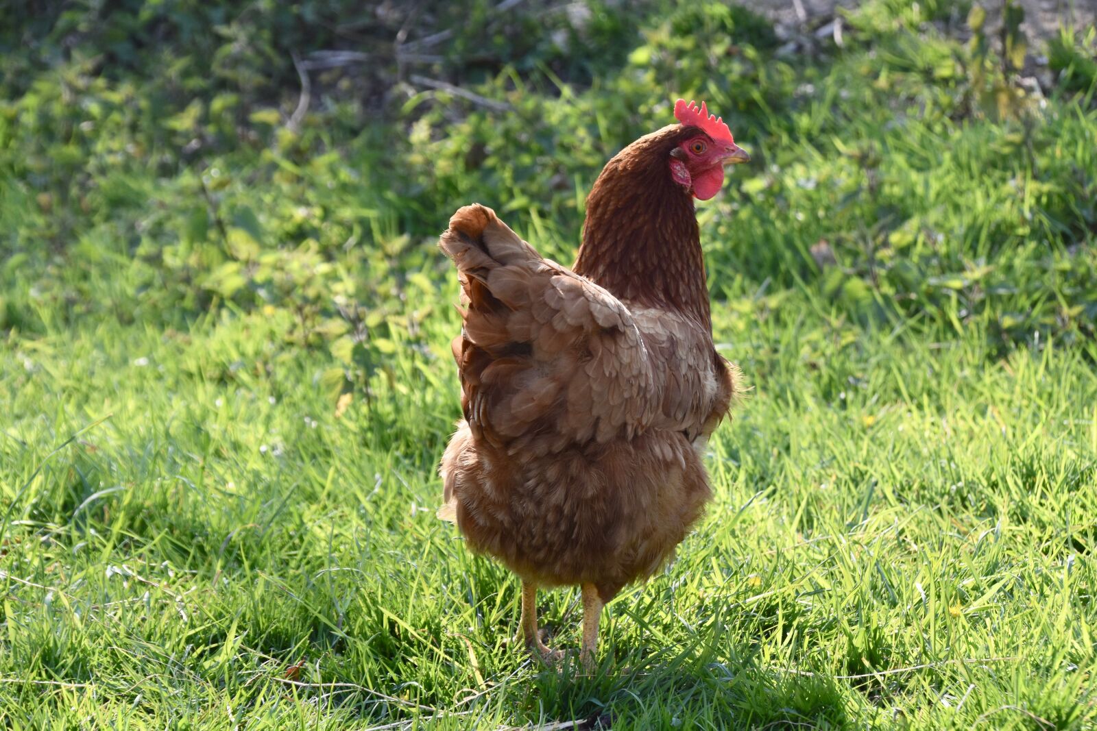 Nikon D5600 sample photo. Hens, laying hens, poultry photography