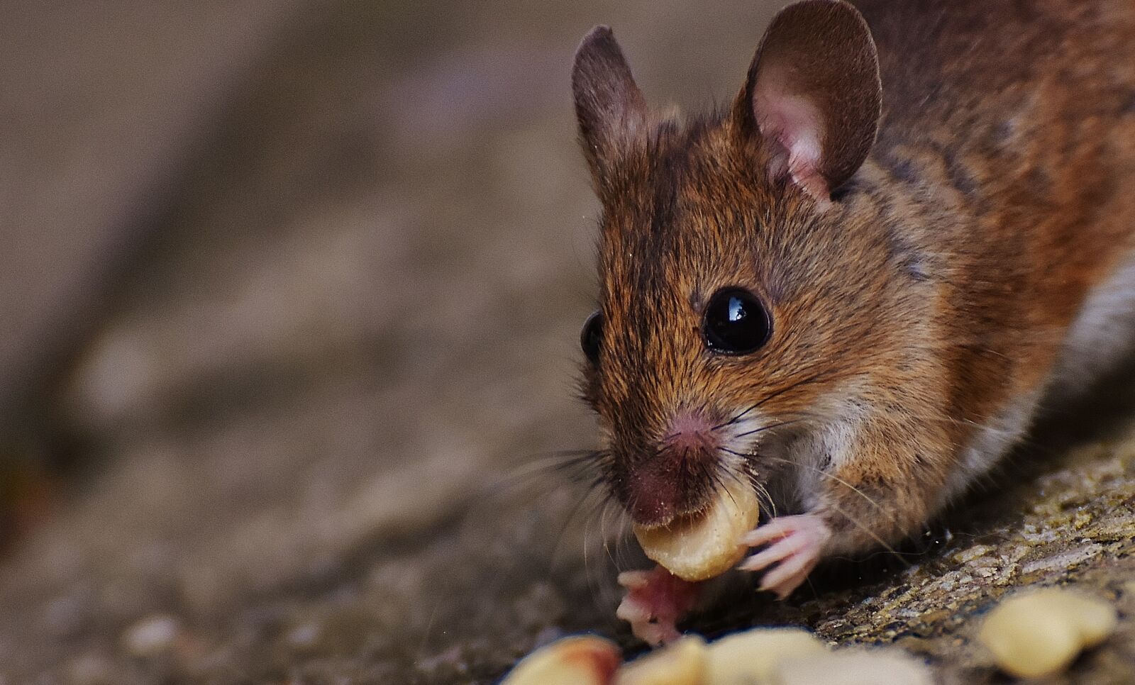Nikon D7200 sample photo. Mouse, rodent, cute photography