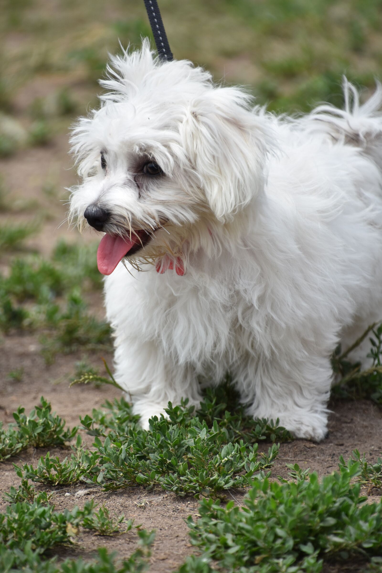 Nikon D7200 sample photo. Dog, puppy, pet photography