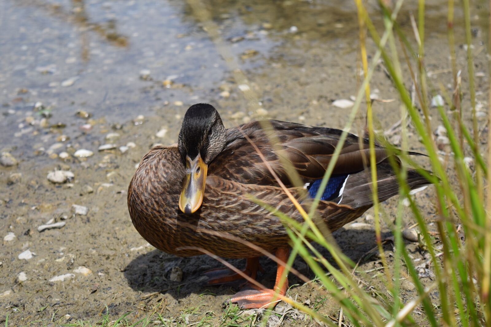 Nikon D3300 sample photo. Duck, bird, water bird photography