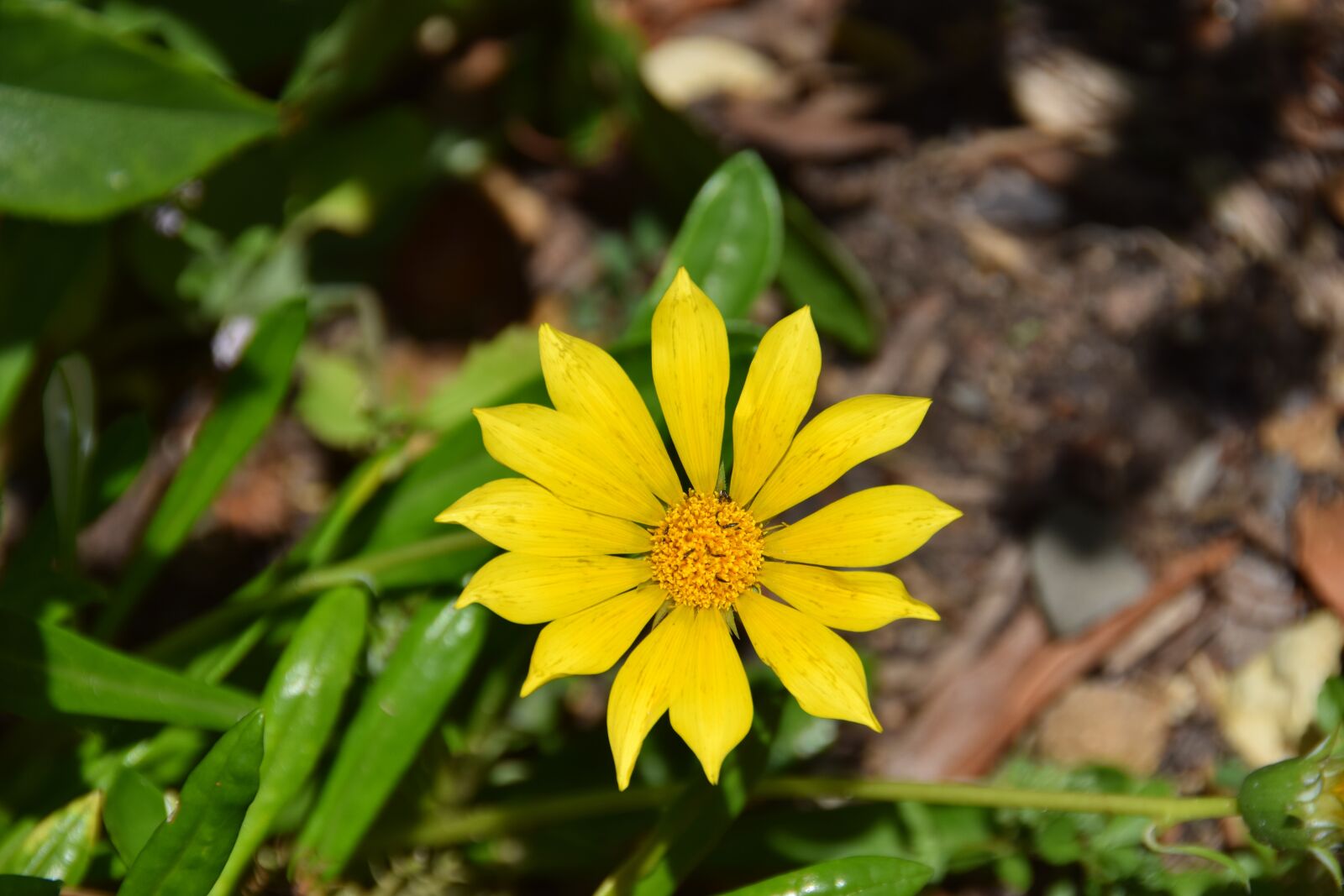 Nikon D5300 sample photo. Flower, yellow, plant photography