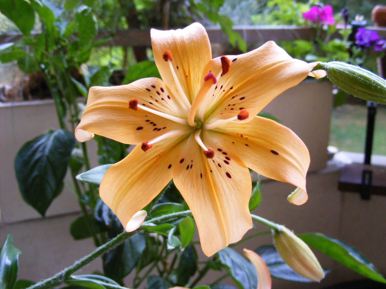 Fujifilm FinePix S5700 S700 sample photo. Flower, color, balcony photography