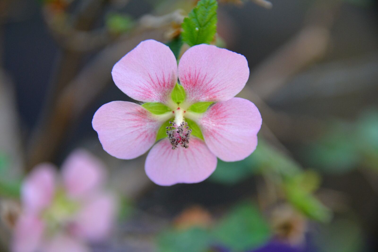 Nikon D5200 sample photo. Wood rose, spring, flower photography