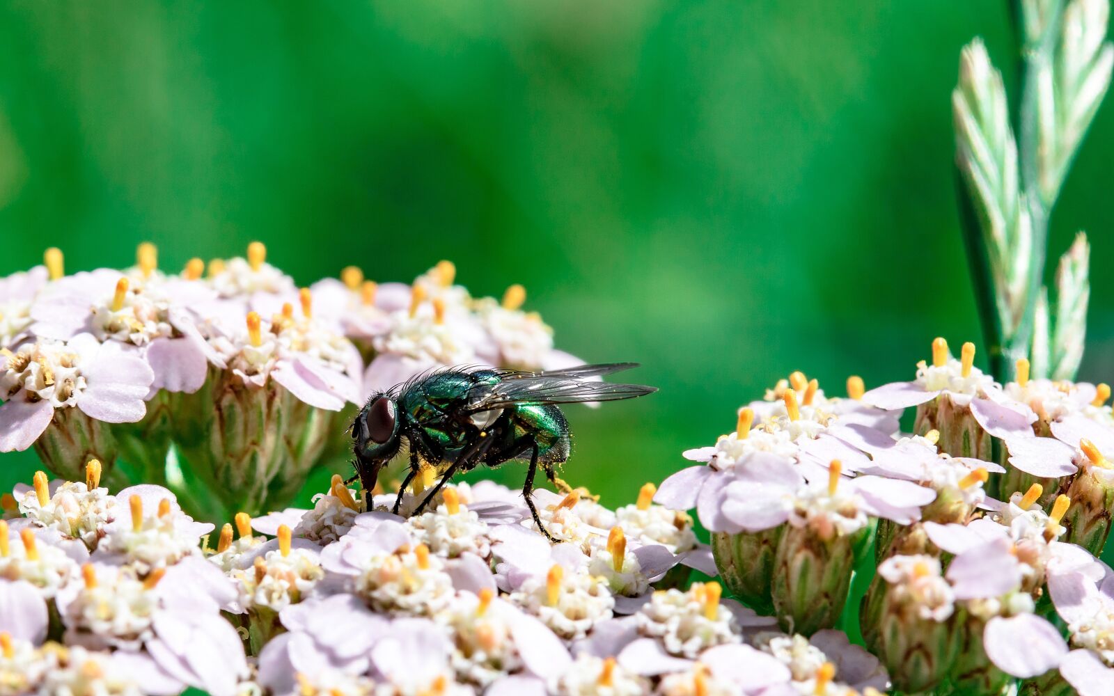 Canon EF-S 60mm F2.8 Macro USM sample photo. Goldfliege, lucilia sericata, fly photography