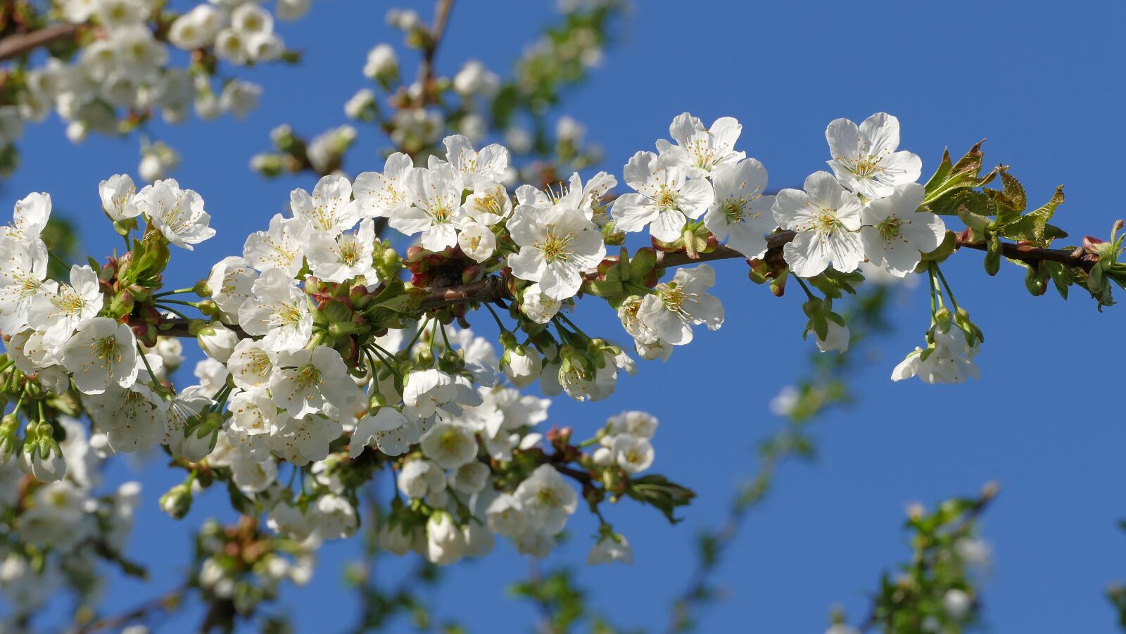 Panasonic Lumix DMC-FZ1000 sample photo. Cherry blossoms, flower, cherry photography