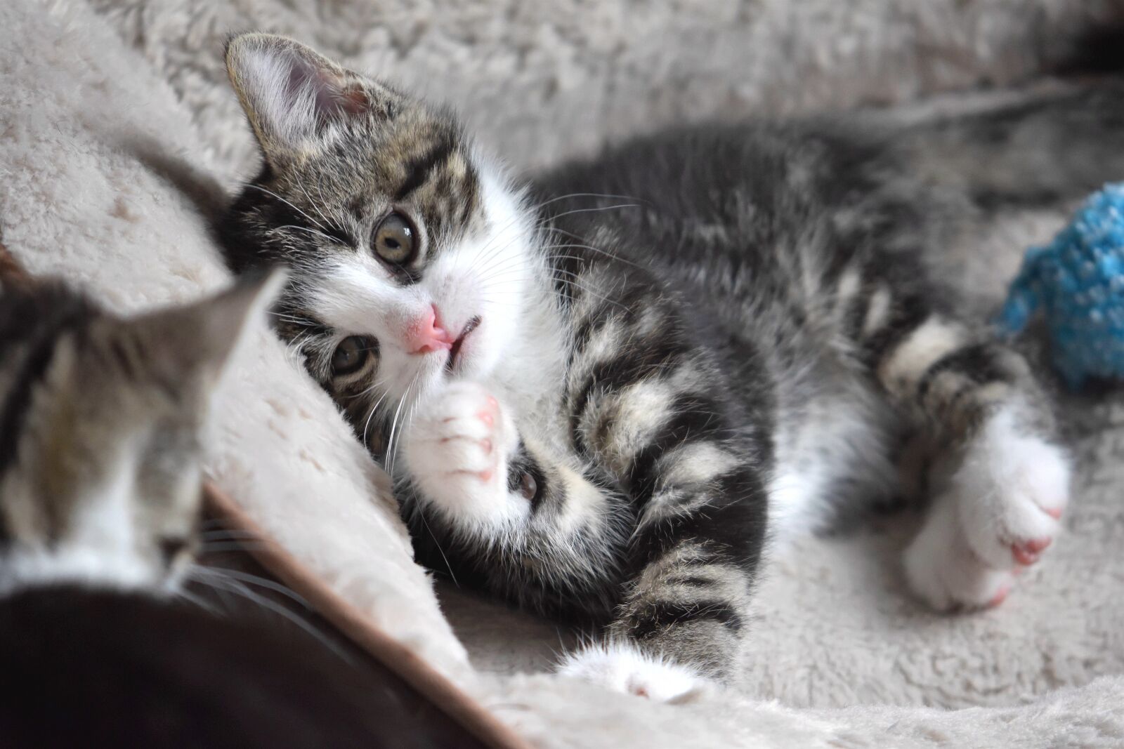 Nikon D5600 sample photo. Cat, kitten, domestic cat photography