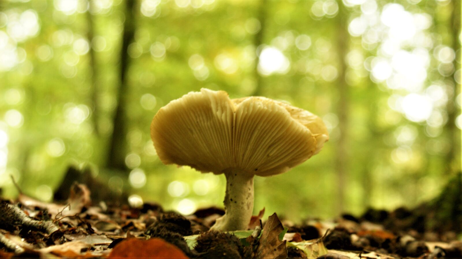 Sony Alpha DSLR-A350 sample photo. Mushrooms, mushroom time, walk photography