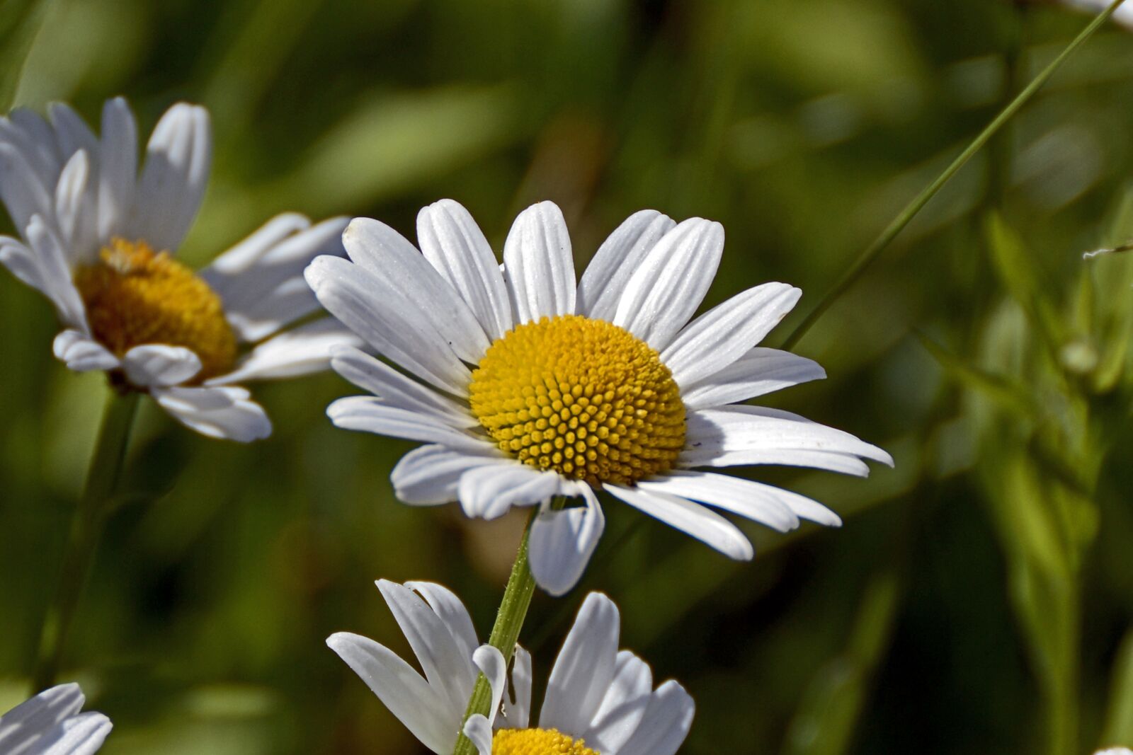 Nikon D7100 sample photo. Marguerite, flower, blossom photography