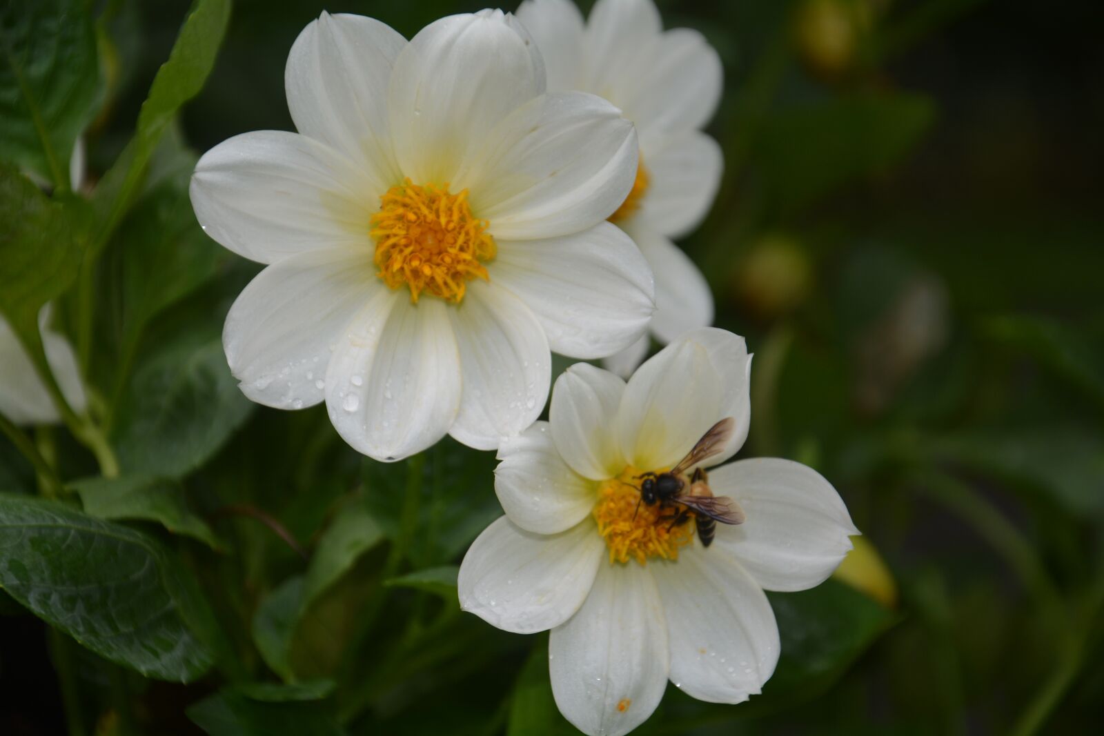 Nikon D7100 sample photo. Flower, bee, pollen photography