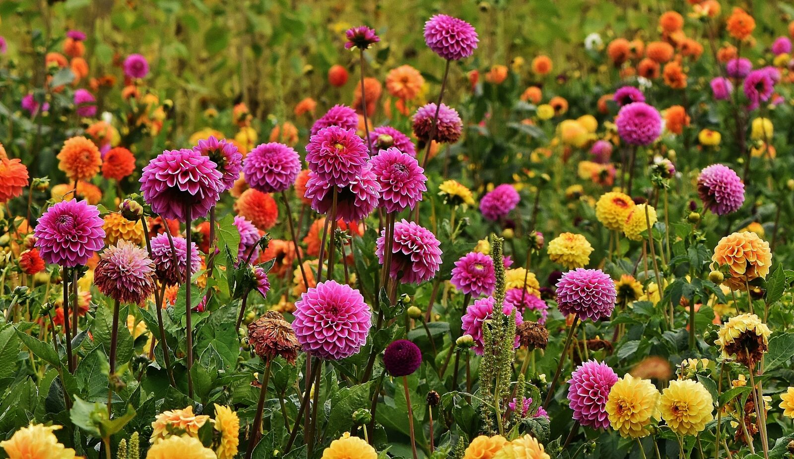 Nikon D7200 sample photo. Dahlias, autumn, asteraceae photography