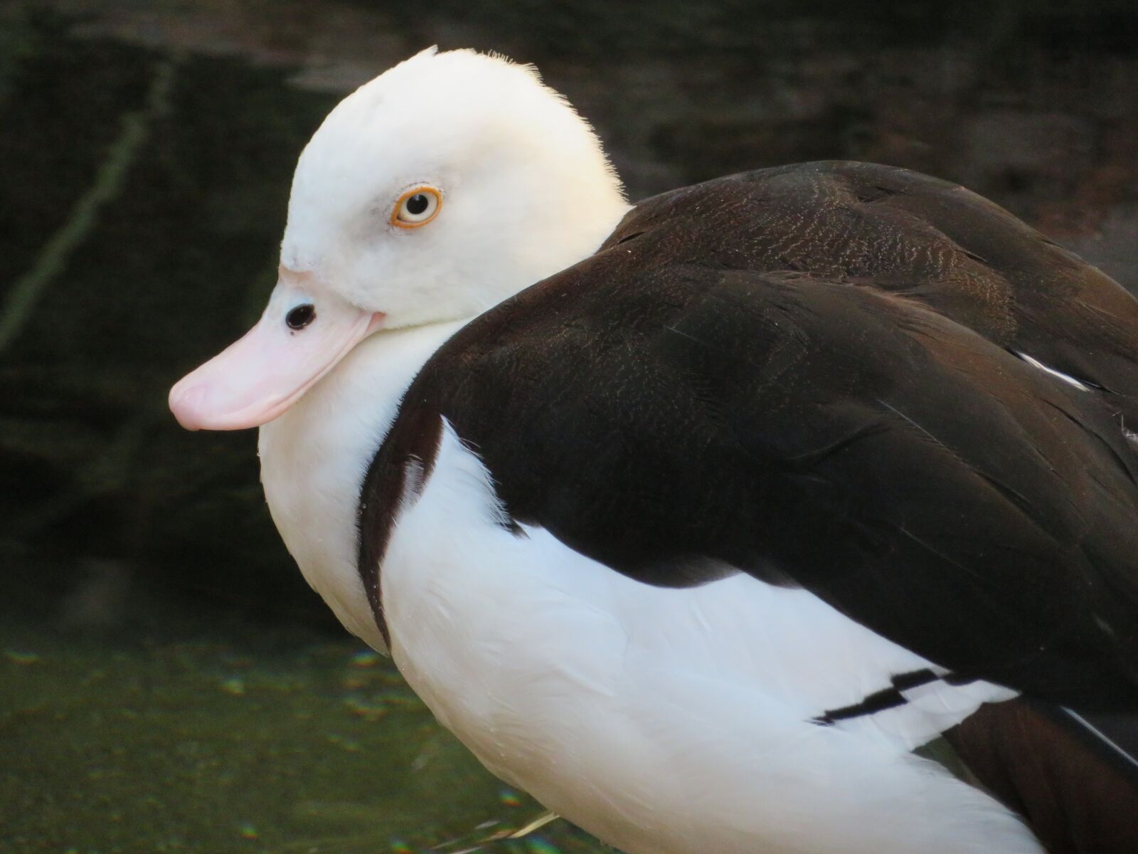 Canon PowerShot SX720 HS sample photo. Duck, animal, nature photography