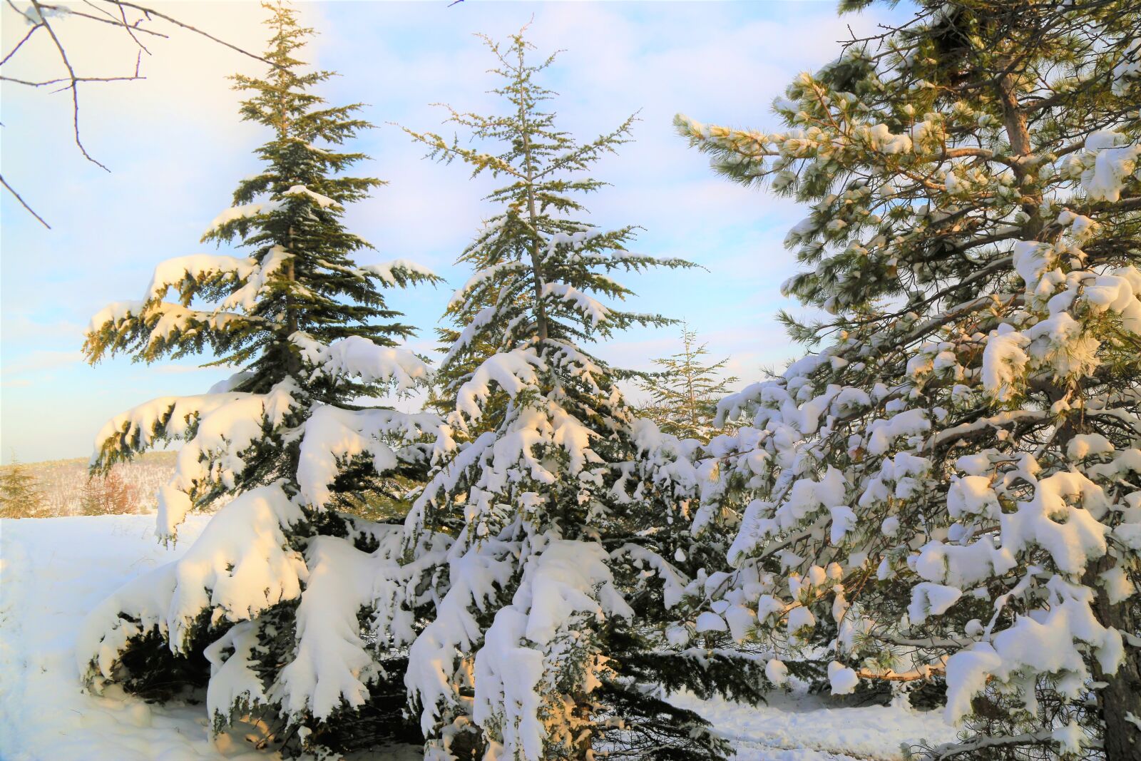 Canon EF 24-105mm F4L IS USM sample photo. Snow, winter, glass photography
