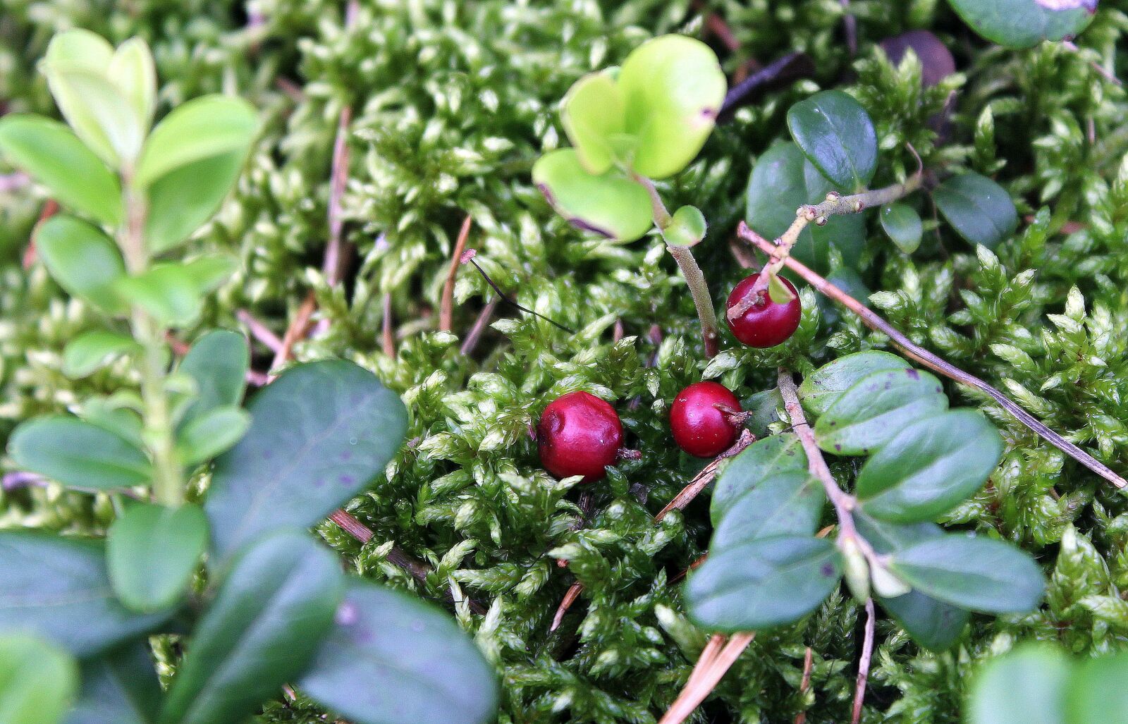 Canon EOS 1200D (EOS Rebel T5 / EOS Kiss X70 / EOS Hi) sample photo. Bilberry, forest, fruit photography