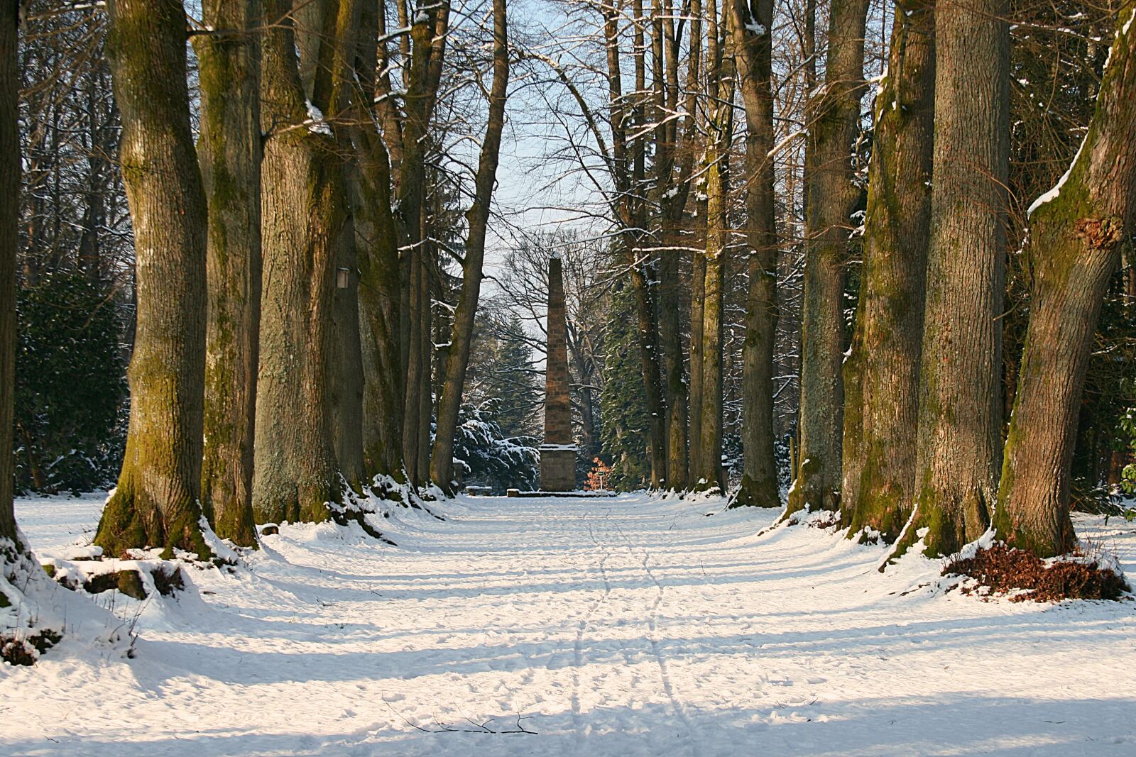 Canon EOS 400D (EOS Digital Rebel XTi / EOS Kiss Digital X) sample photo. Wood, tree, winter photography