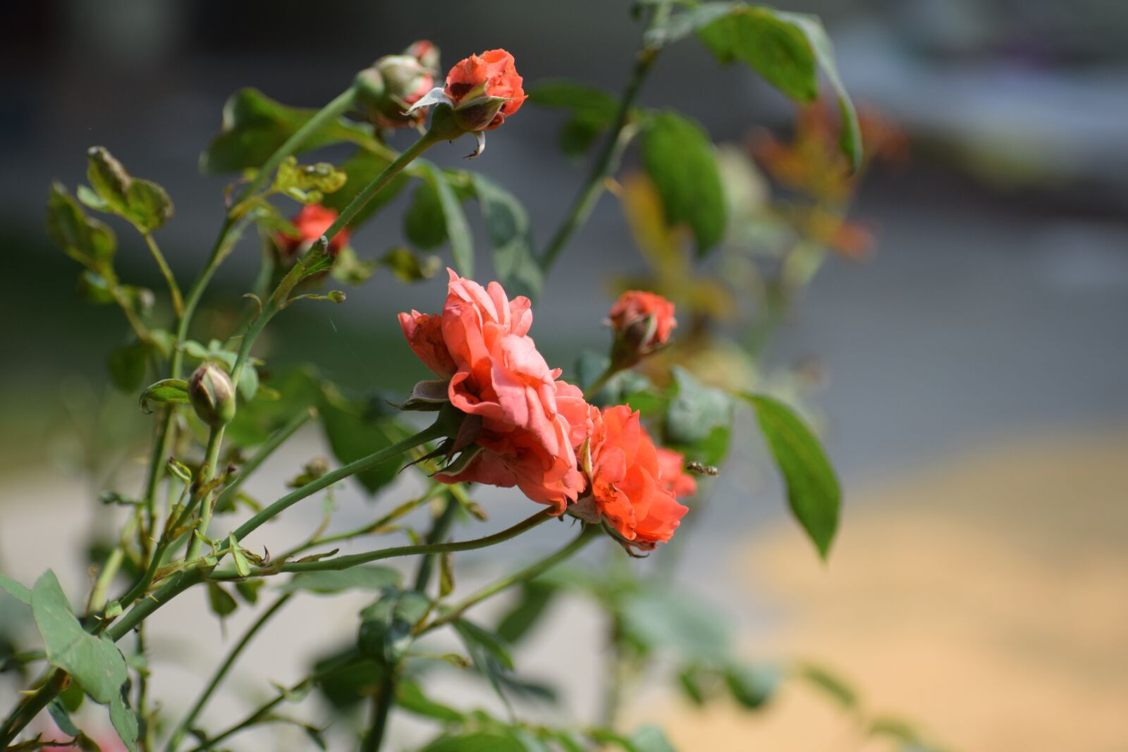 Nikon D3300 sample photo. Flower, pink rose, rose photography
