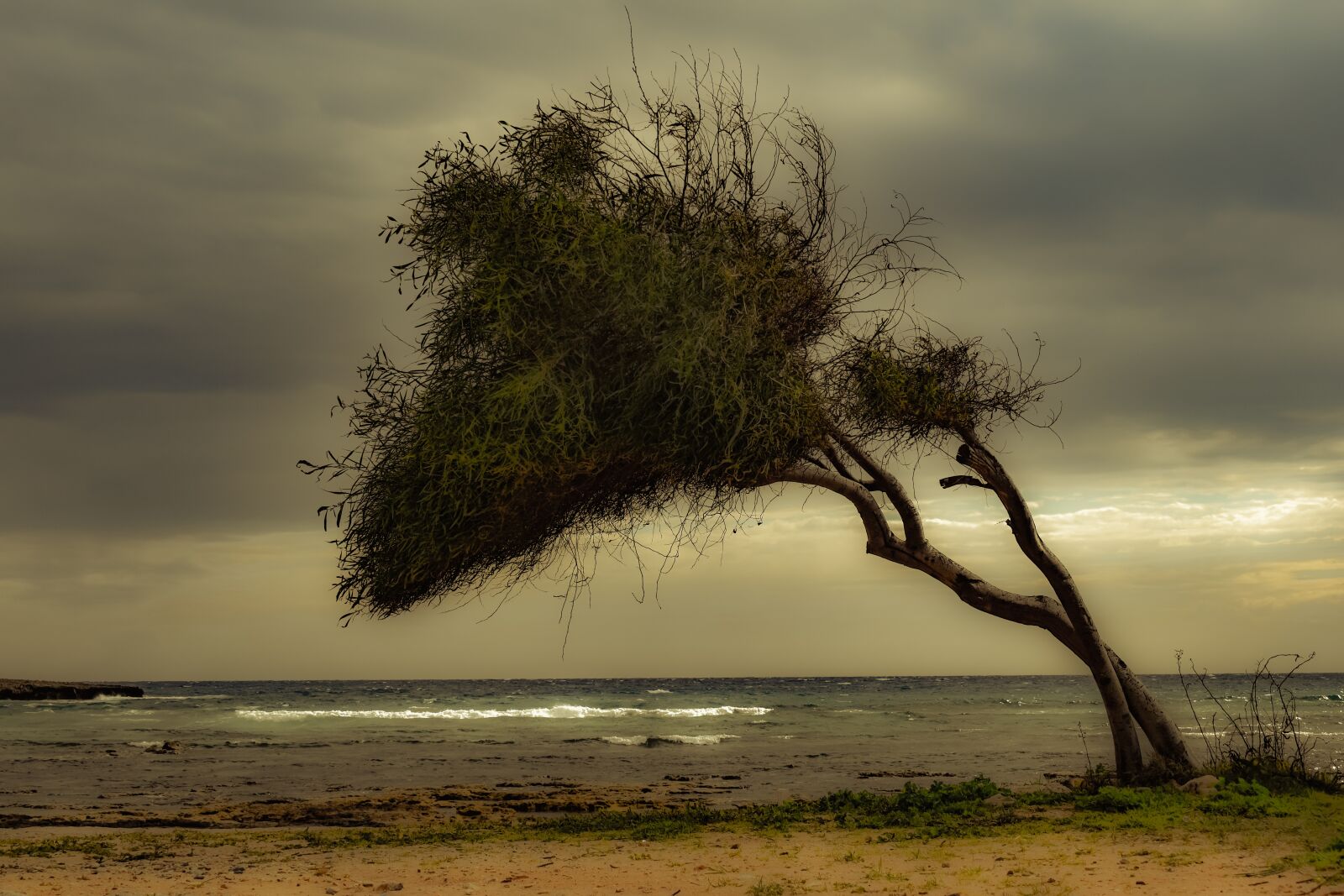 Nikon D3300 sample photo. Tree, beach, sea photography