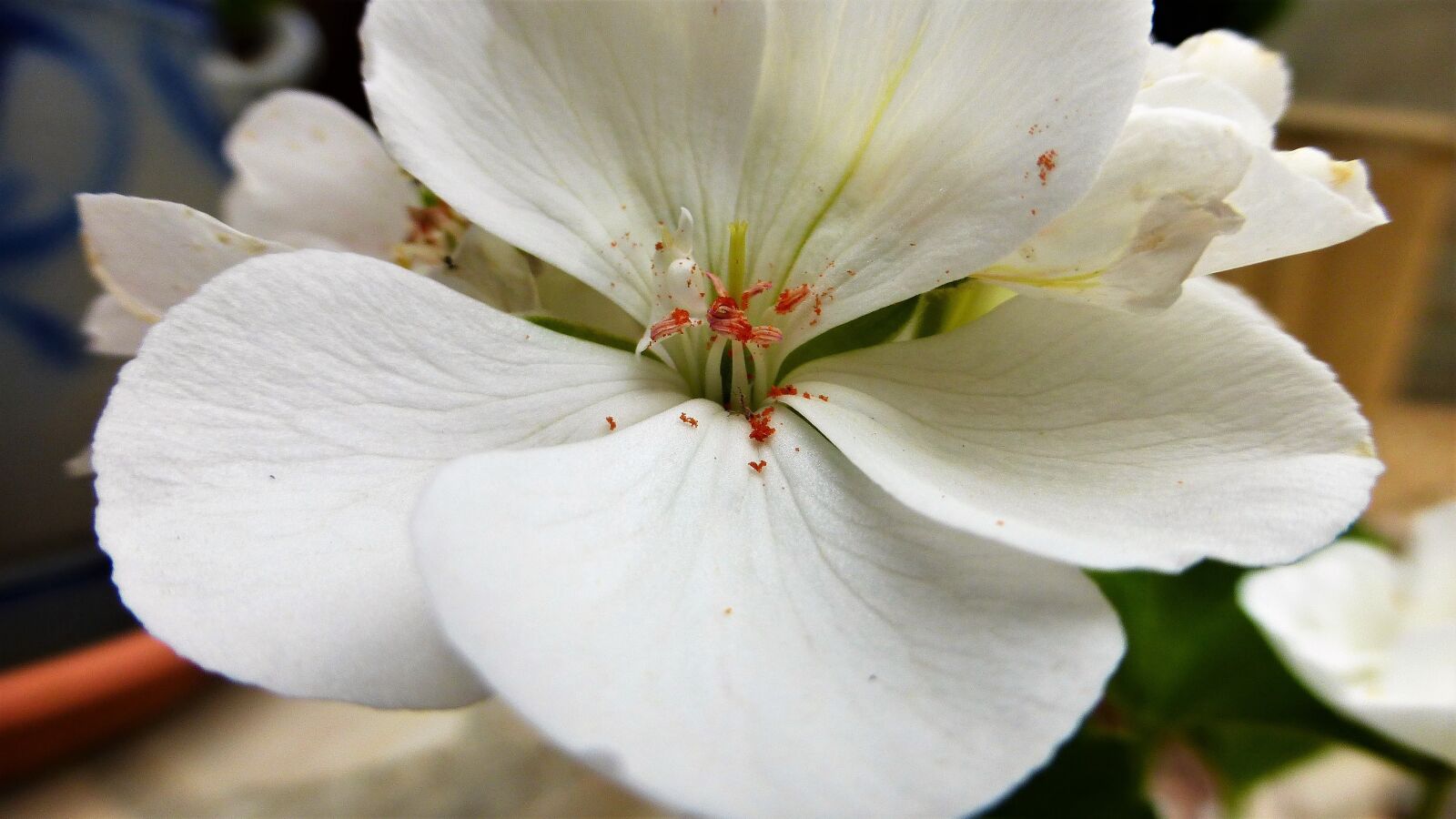 Panasonic Lumix DMC-ZS25 (Lumix DMC-TZ35) sample photo. Flower, nature, plant photography