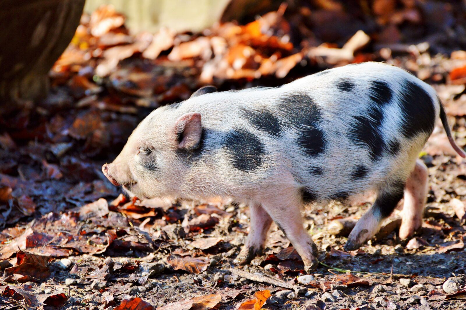 Nikon D3200 sample photo. Pot bellied pig, pig photography