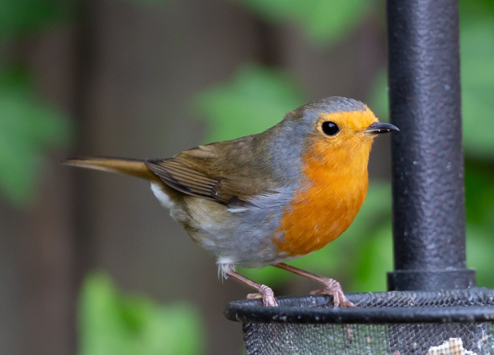 Canon EOS 5D Mark III + Canon EF 100-400mm F4.5-5.6L IS II USM sample photo. Robin redbreast, robin, bird photography