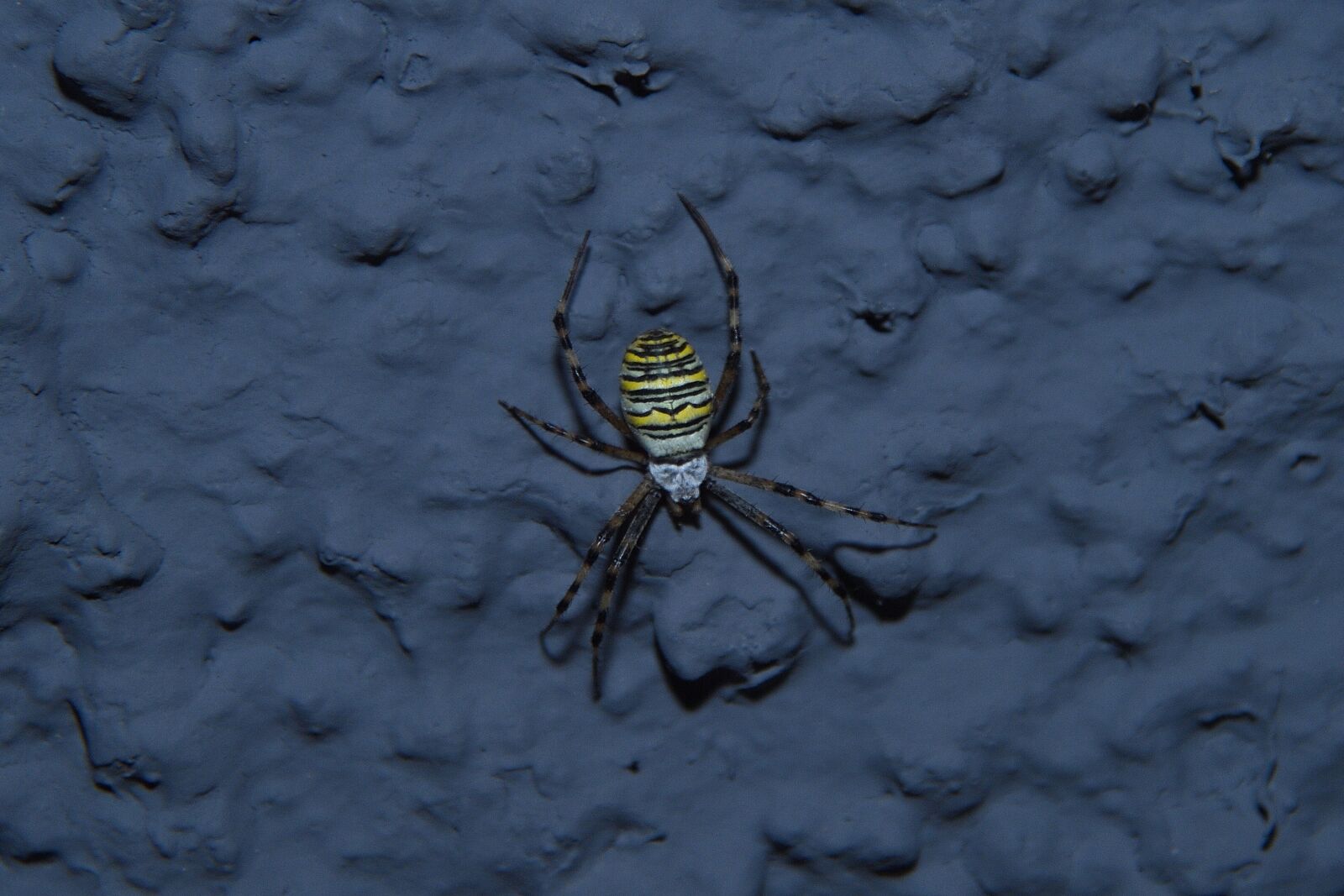 Nikon D4S sample photo. Spider, wasp spider, krabbeltier photography