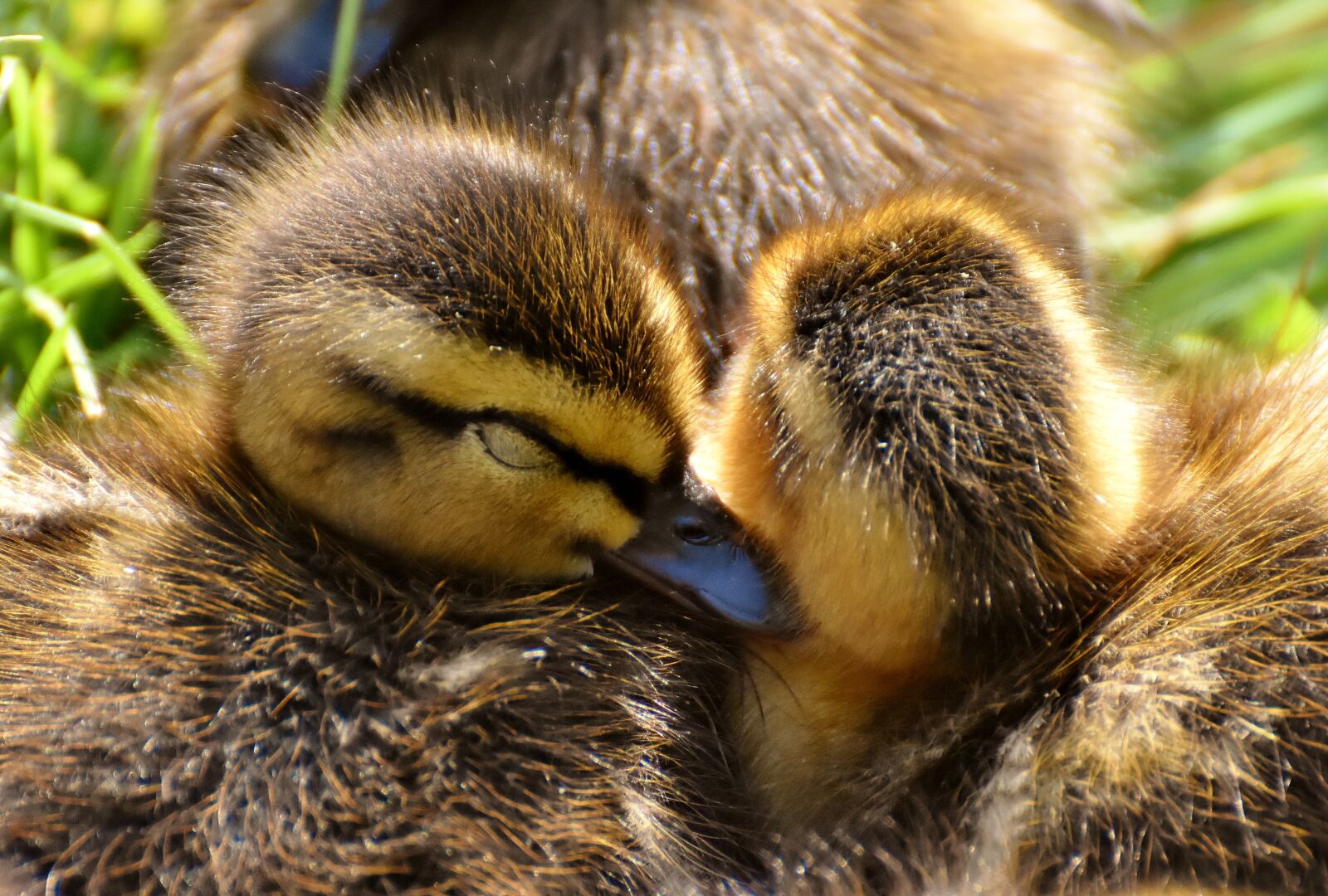 Nikon D7200 sample photo. Mallard, ducklings, snuggle photography