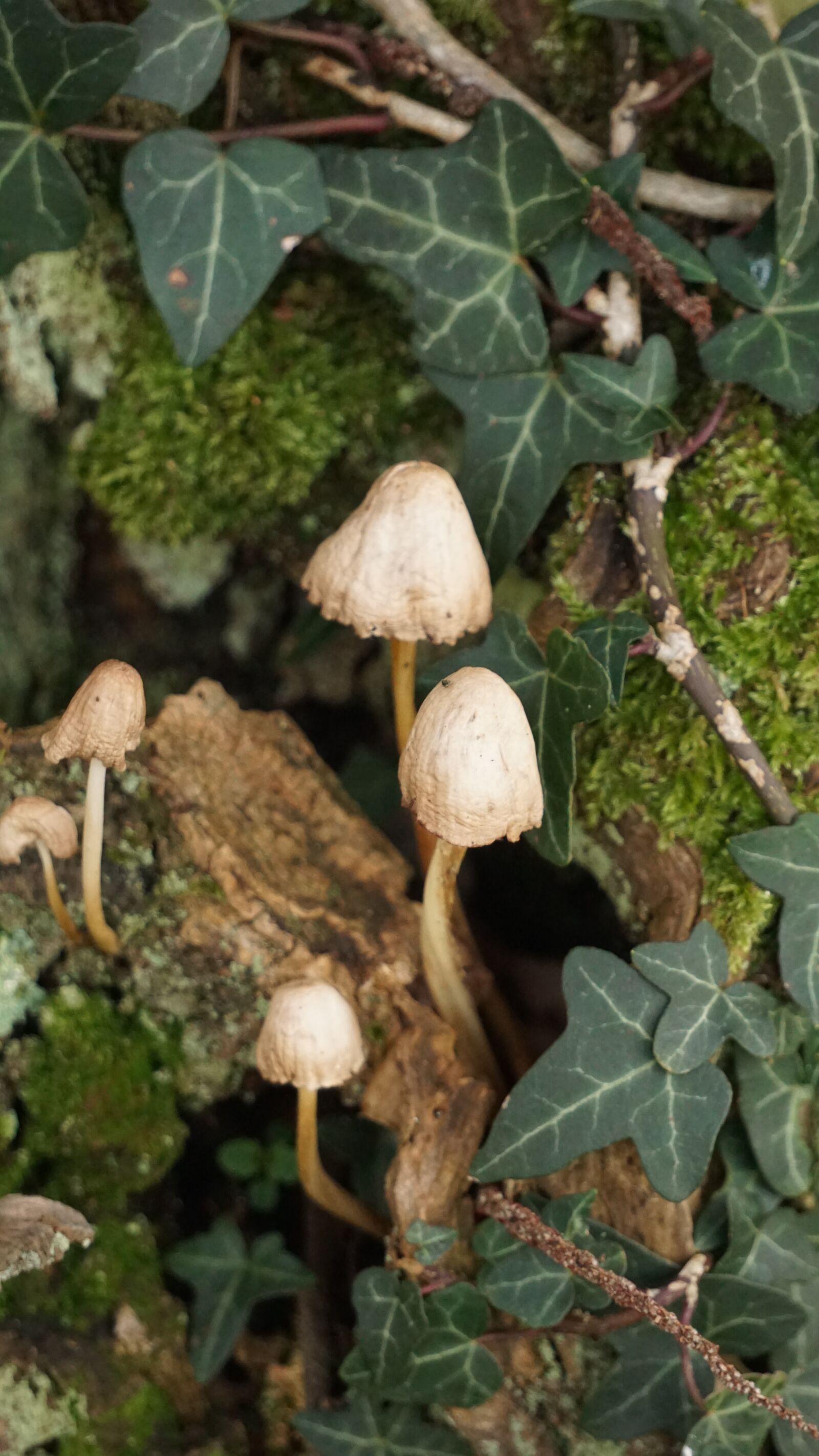 Sony E 55-210mm F4.5-6.3 OSS sample photo. Fungus, fall, foam photography