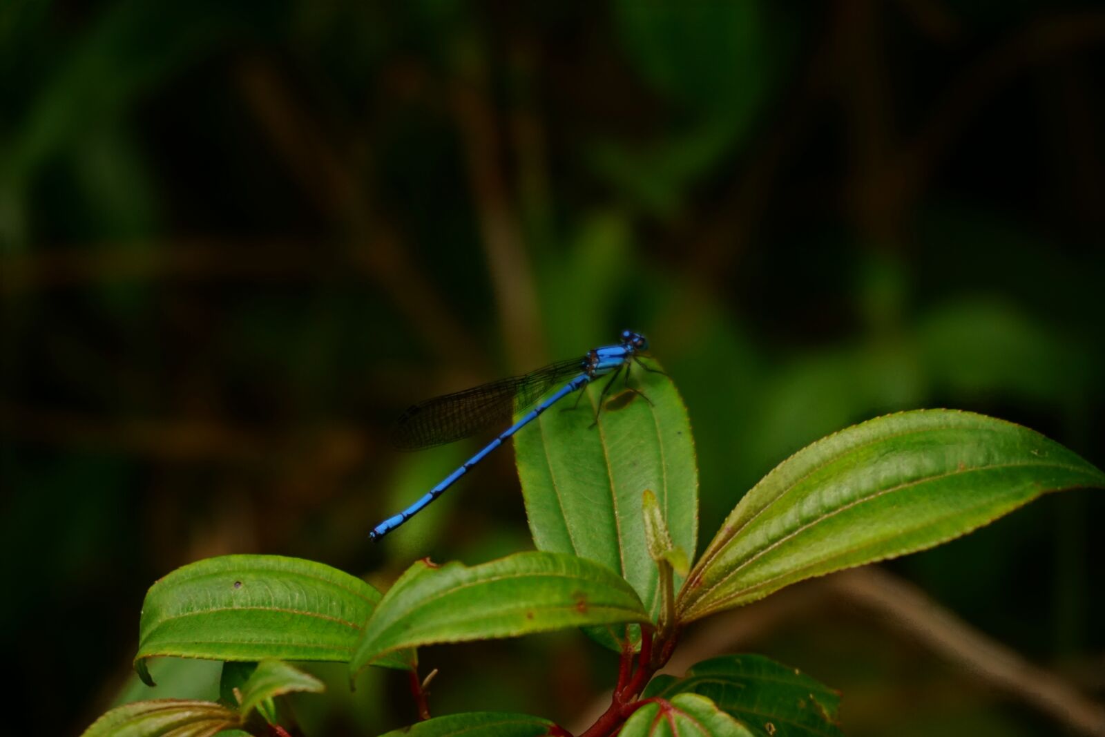 Sony a6000 sample photo. Nature, insects, dragonfly photography