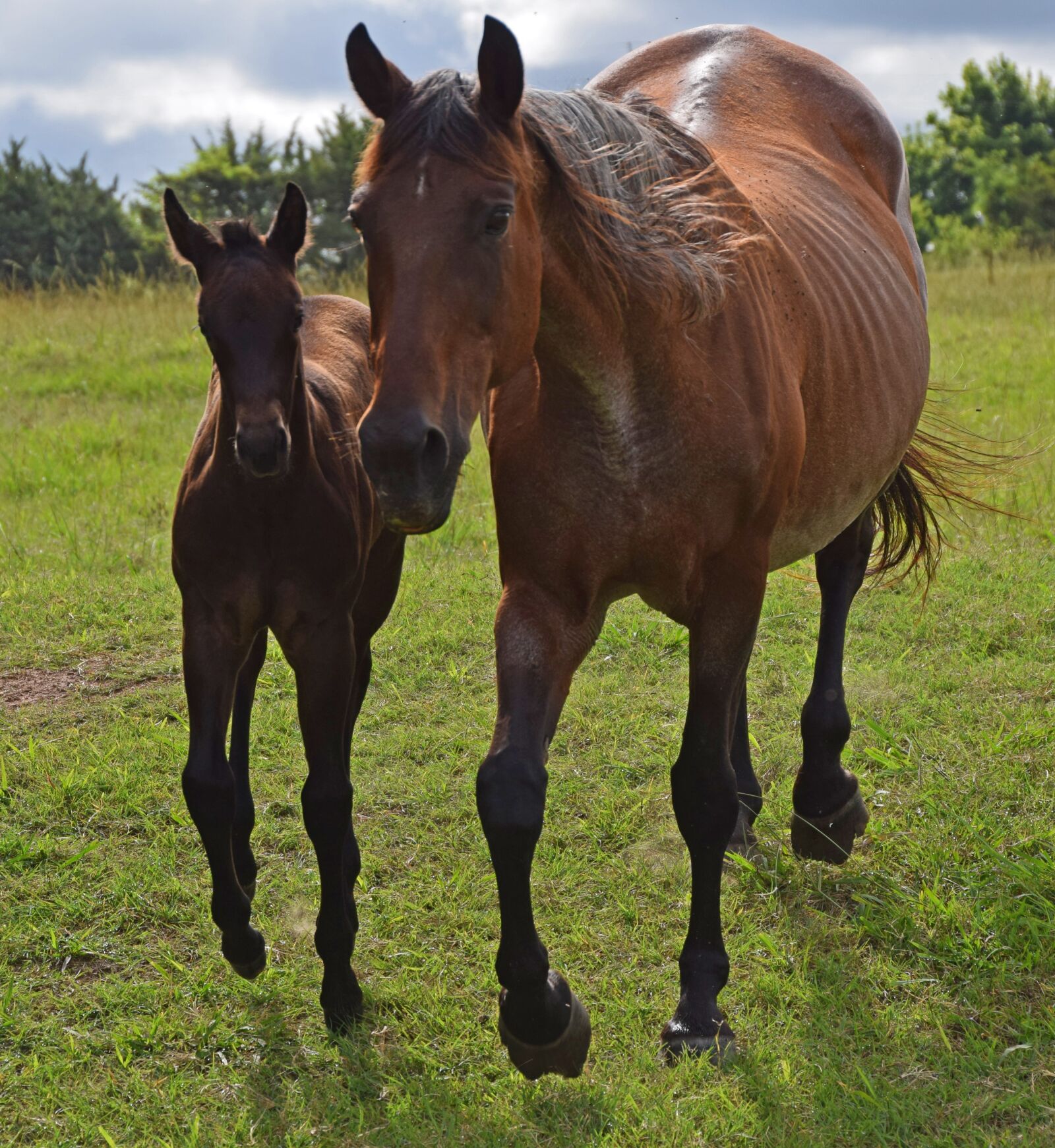 Nikon D5300 sample photo. Mare, foal, horse photography