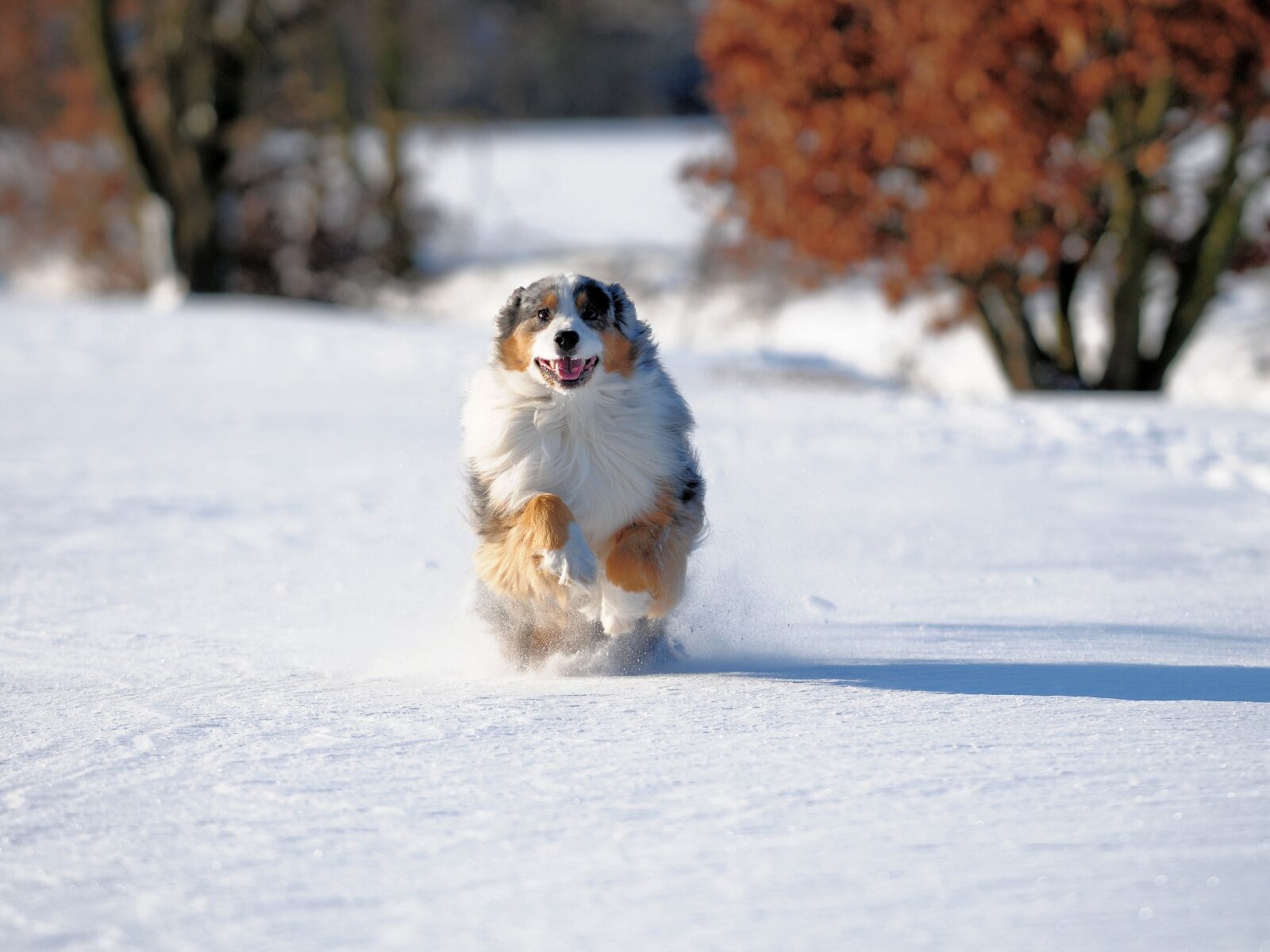 Nikon D300S sample photo. Aussie, australia shepherd, dog photography