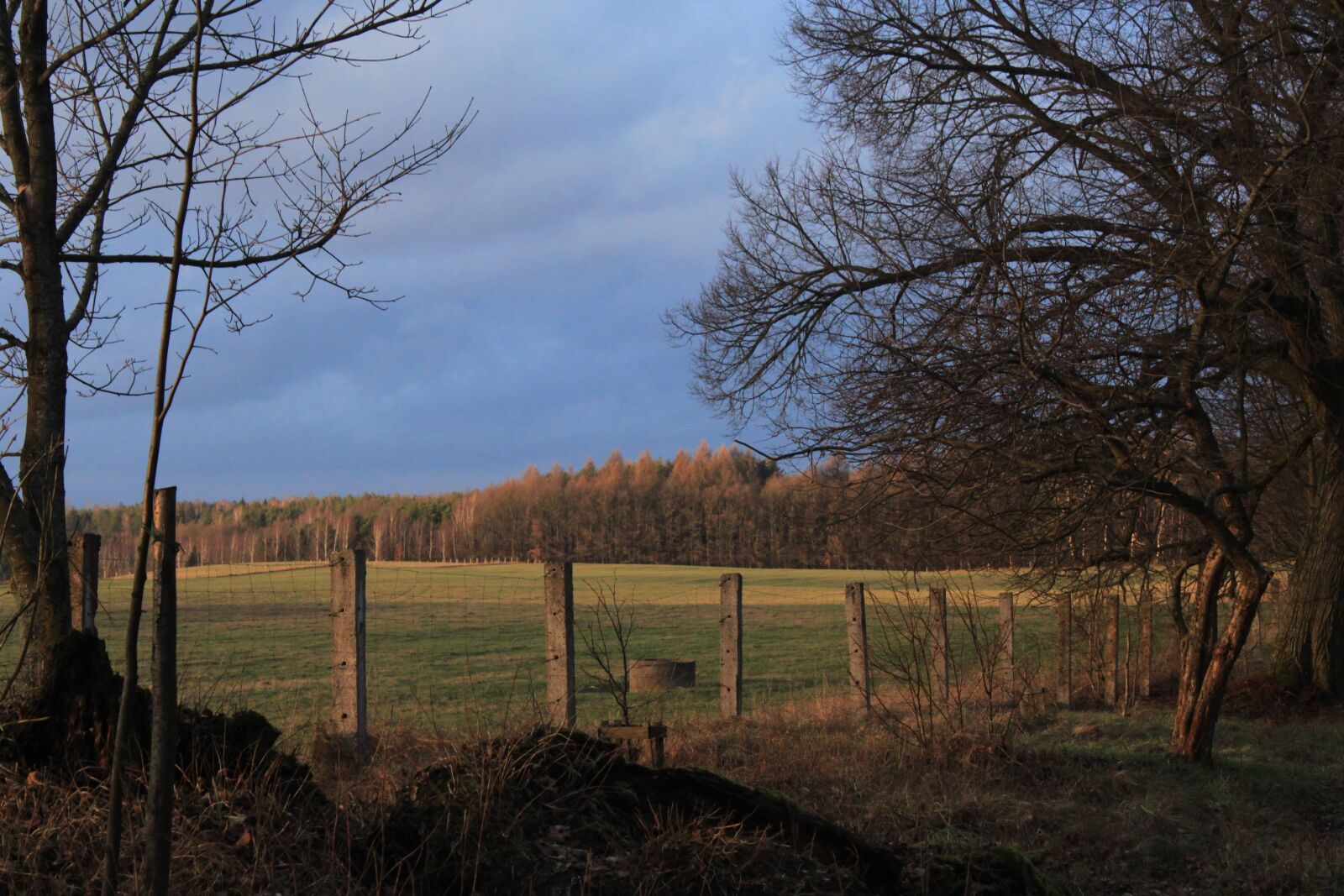 Canon EOS 500D (EOS Rebel T1i / EOS Kiss X3) sample photo. Tree, nature, landscape photography