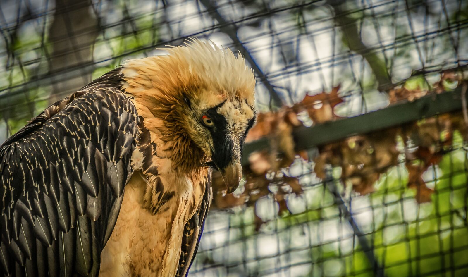 Sony E 55-210mm F4.5-6.3 OSS sample photo. Vulture, bird, feather photography